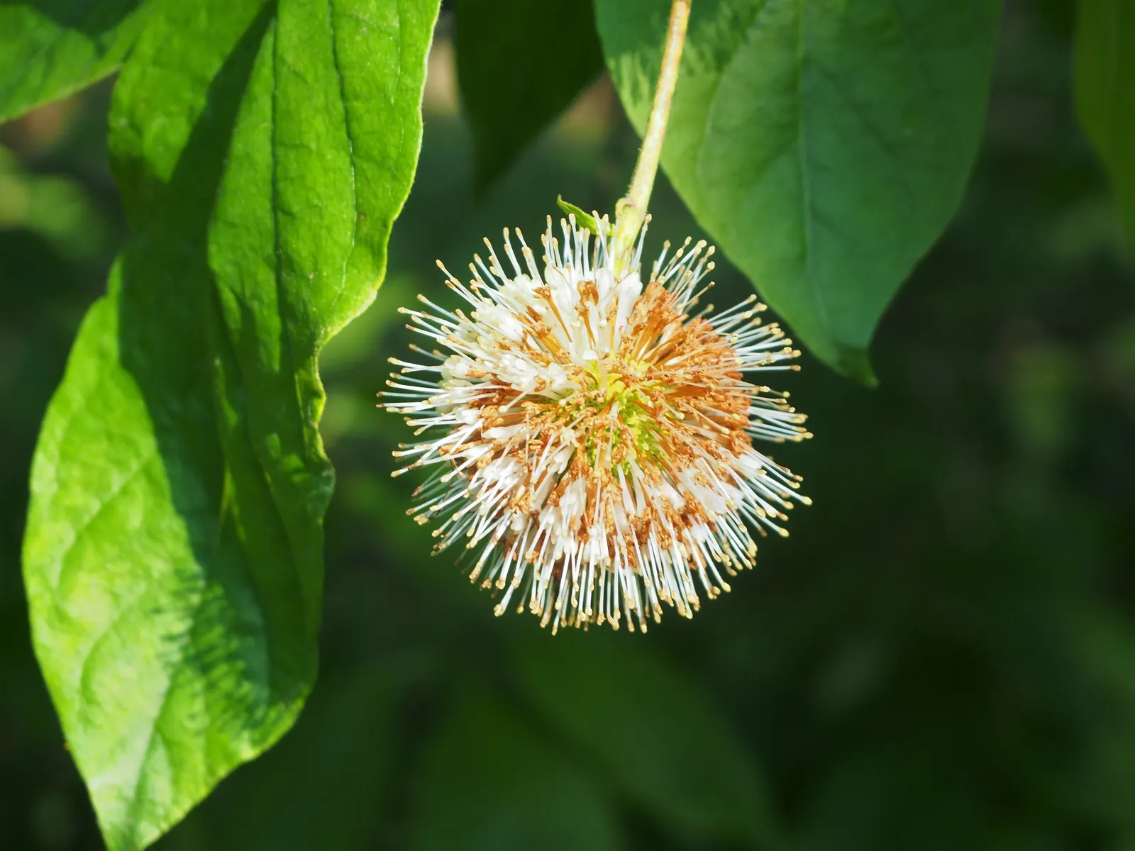 Buttonbush (Cephalanthus Occidentalis) — commonly known as Buttonbush; which thrives in USDA zones 5-9, image 58