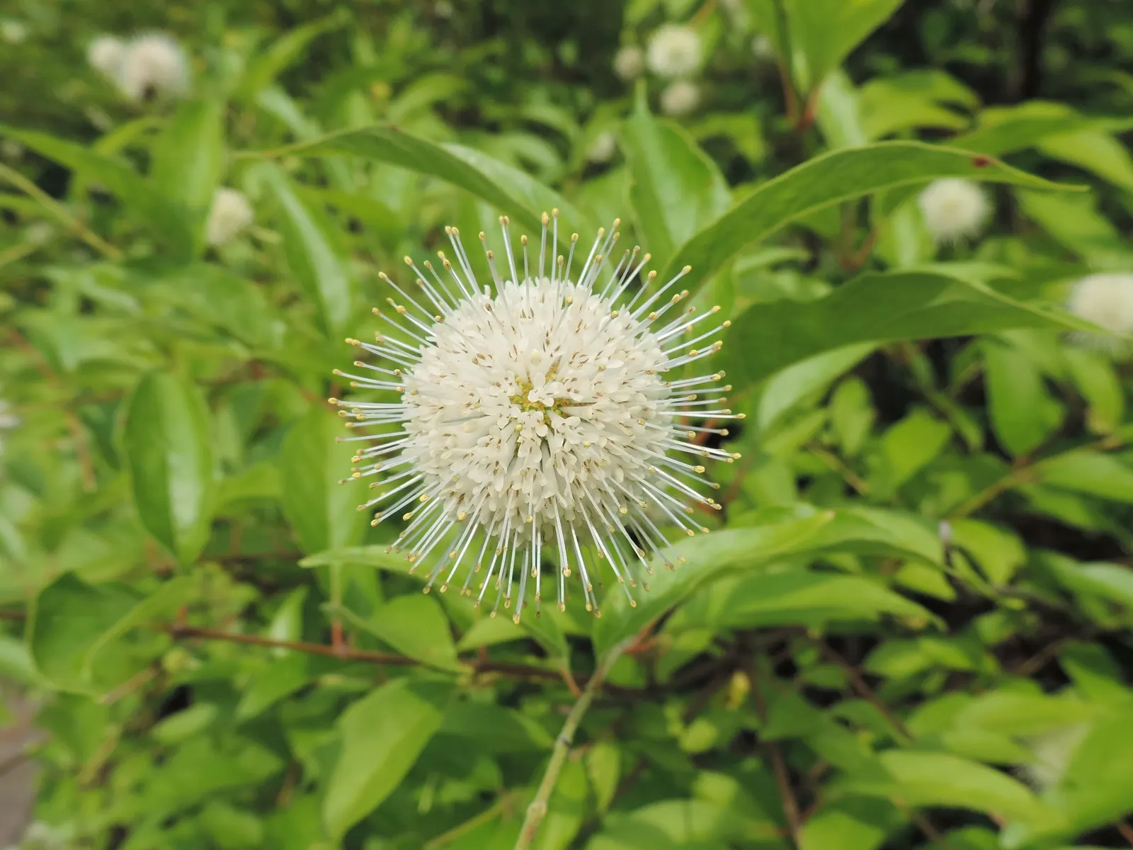 Buttonbush (Cephalanthus Occidentalis) — it provides nectar for pollinators; excellent for enhancing wetland areas or rain gardens.<UFunction, image 105