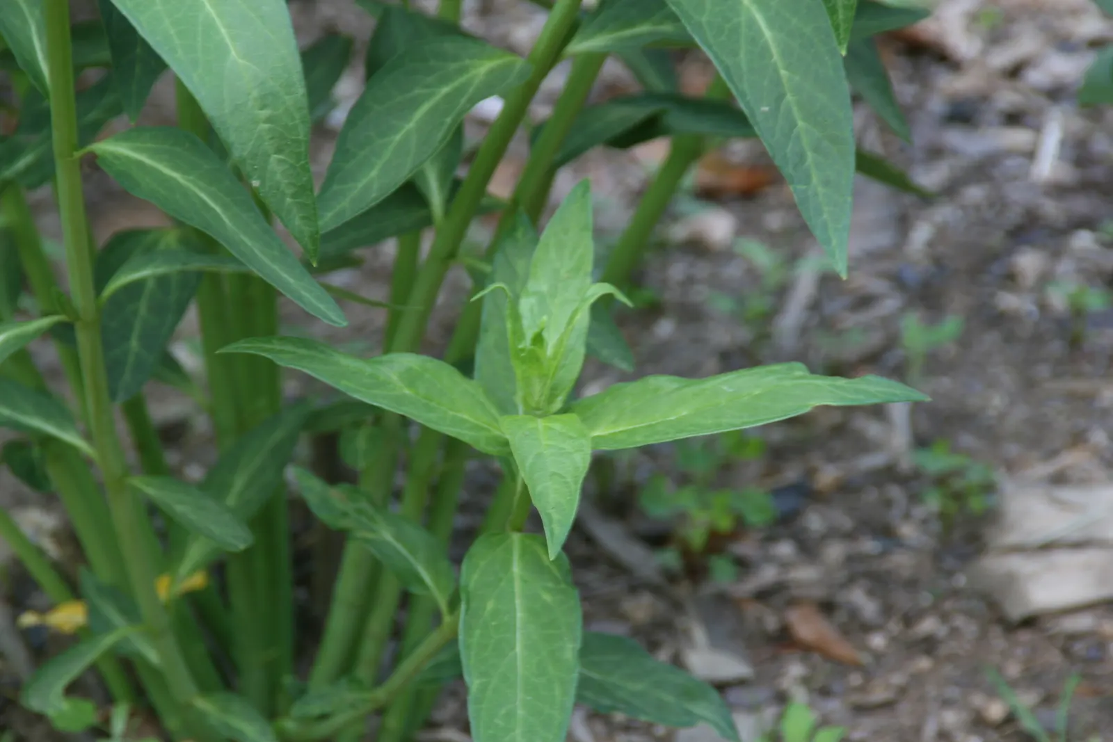 Buttonbush (Cephalanthus Occidentalis) — Prefers full sun to partial shade with moist soil conditions; reaching up to 6 inches long, image 106