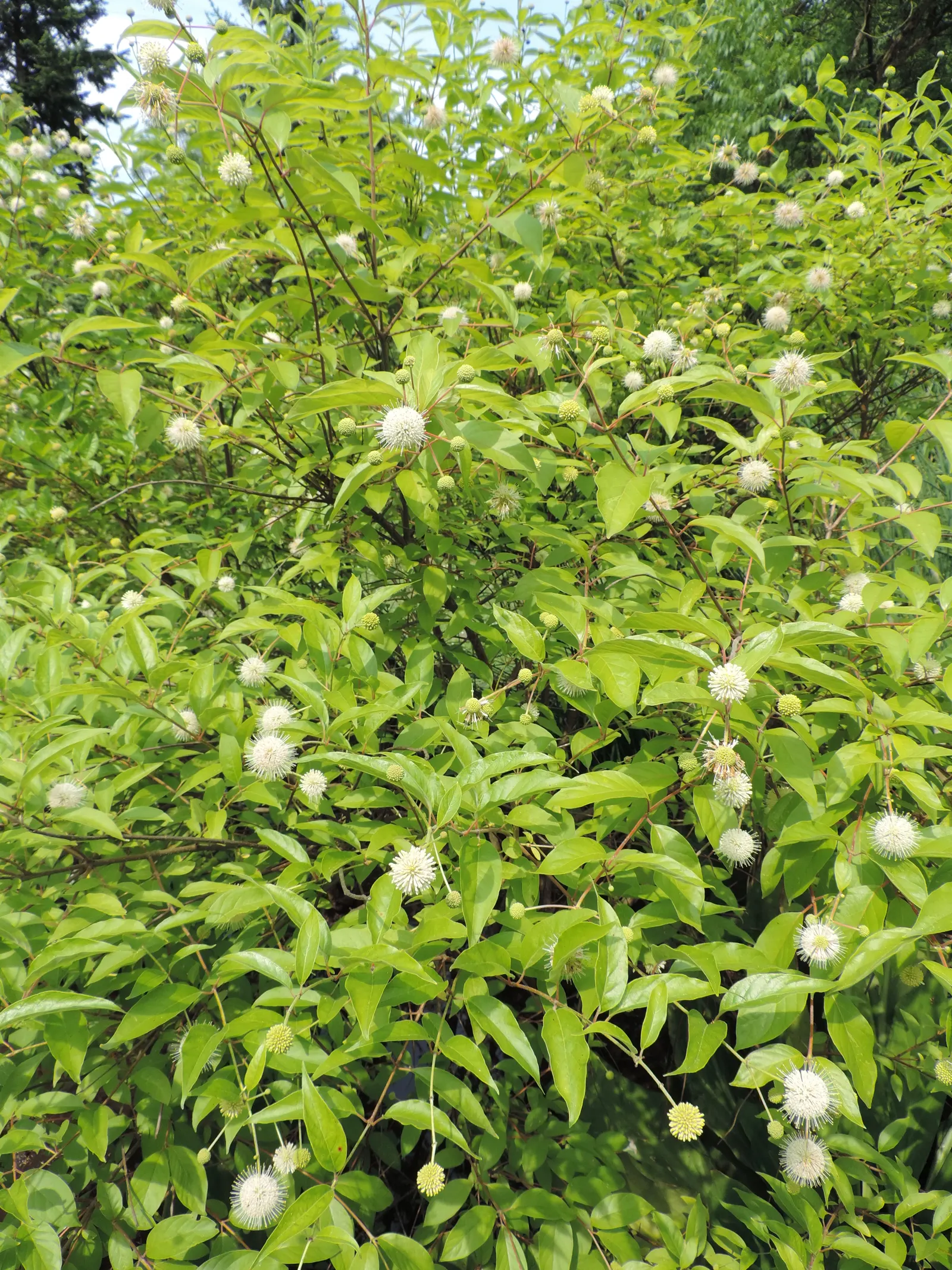 Buttonbush (Cephalanthus Occidentalis) — or other riparian contexts, image 88