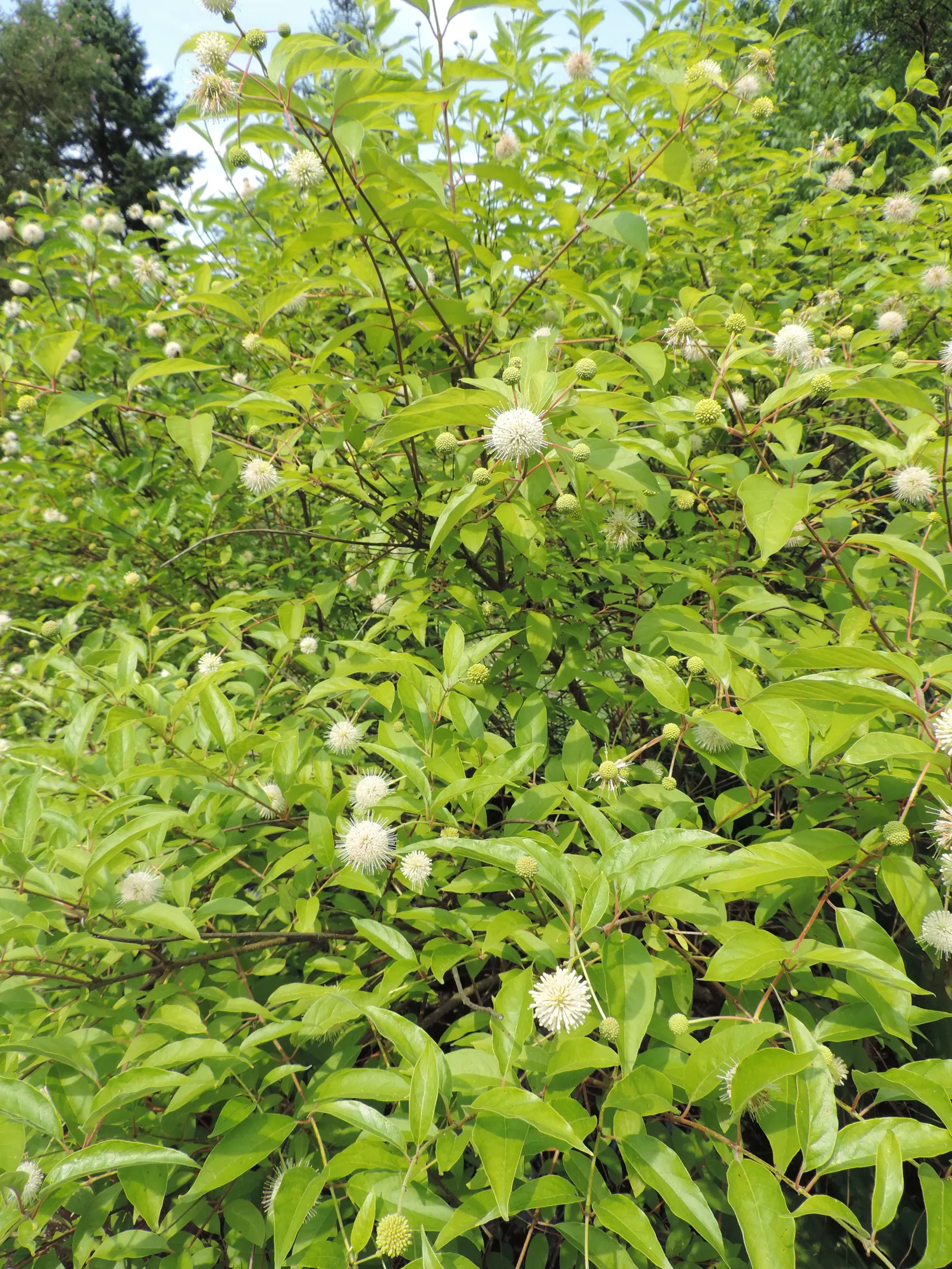 Buttonbush (Cephalanthus Occidentalis) — and allow it room to spread for all to enjoy its year-round beauty and ecological contributions; buttonbush, image 72