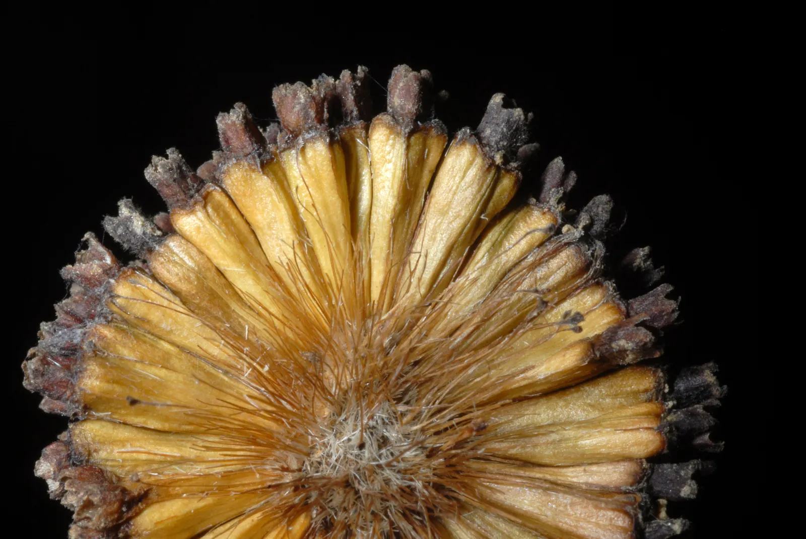 Buttonbush (Cephalanthus Occidentalis) — Buttonbush typically flourishes in USDA hardiness zones 5 through 10; complemented by reddish-brown, image 110