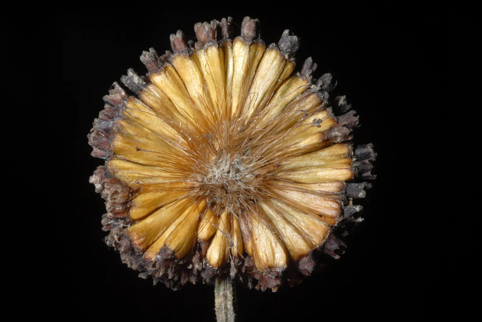 Buttonbush (Cephalanthus Occidentalis) — shrub for full or half; and allow it room to spread for all to enjoy its year-round beauty and ecological contributions