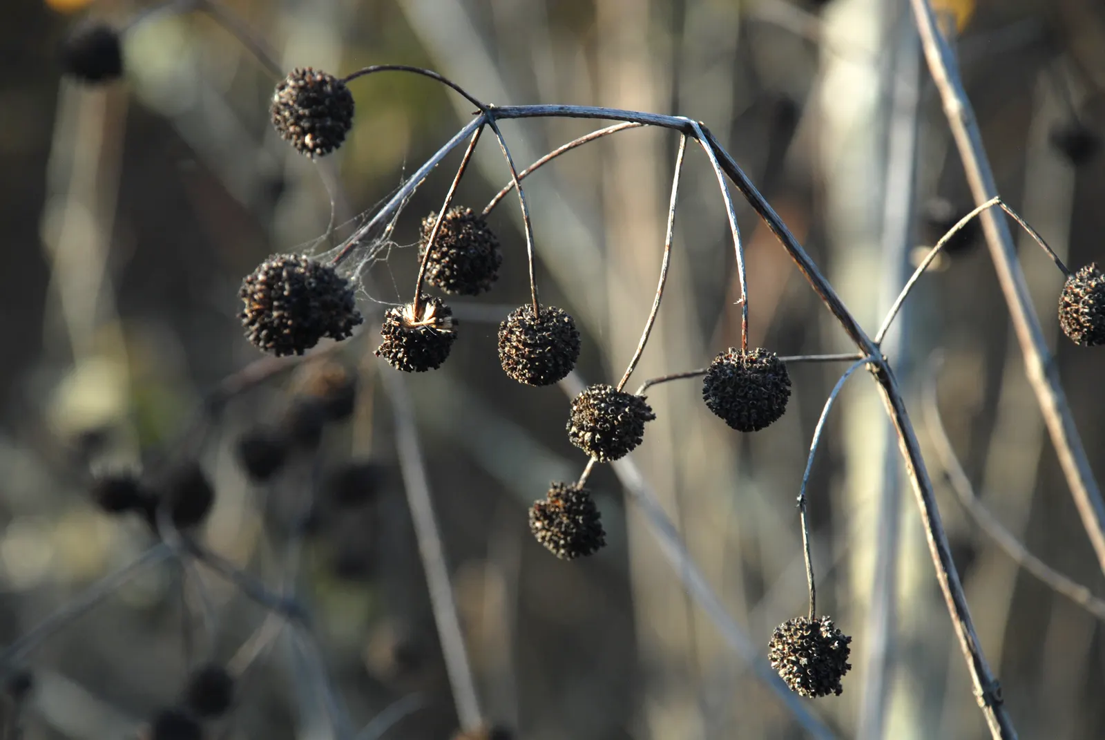Buttonbush (Cephalanthus Occidentalis) — Grown largely for its distinctive spherical flower clusters; buttonbush typically flourishes in USDA, image 84