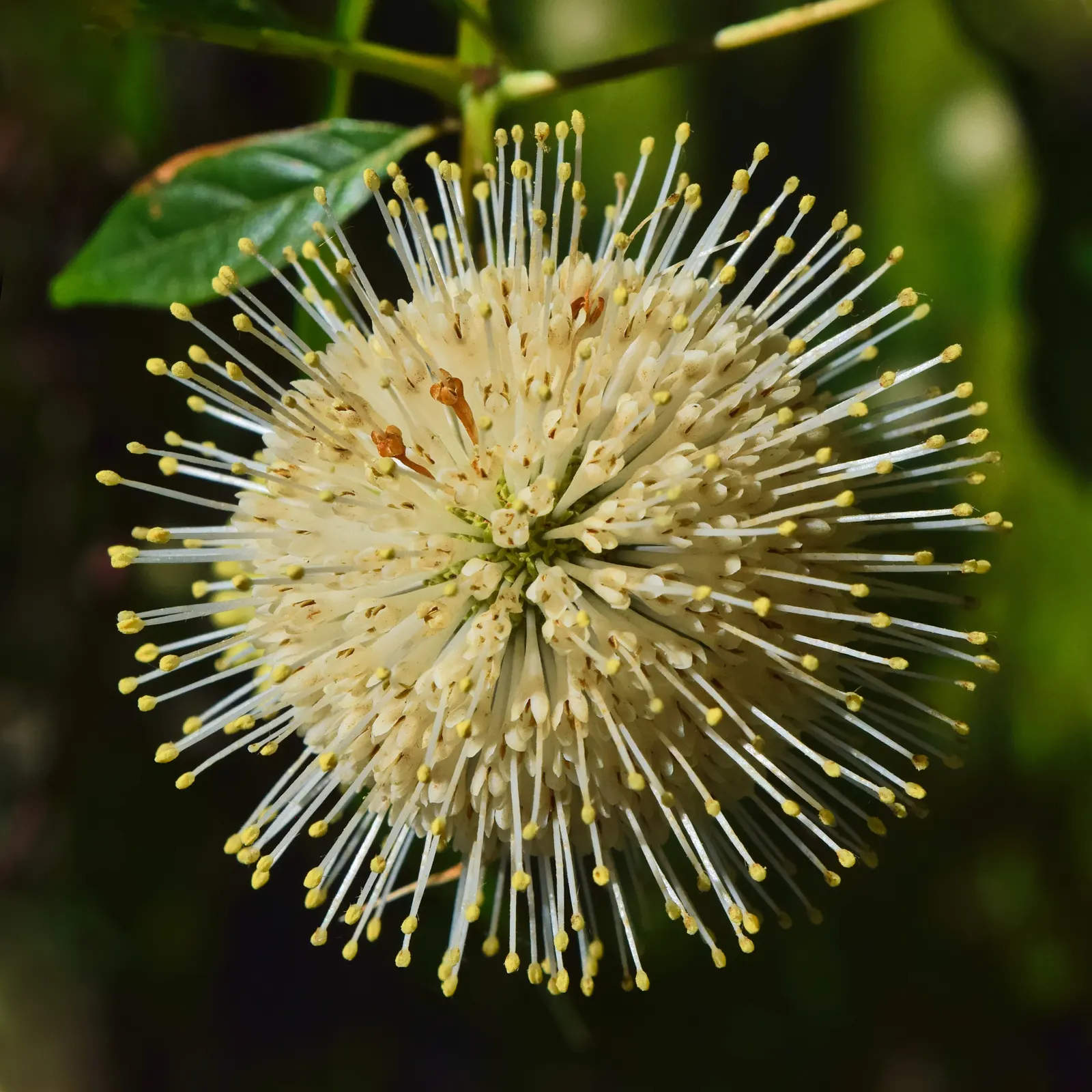 Buttonbush (Cephalanthus Occidentalis) — Excellent for enhancing wetland areas or rain gardens.<UFunction Complete 70 Word Limit>; consider its, image 57