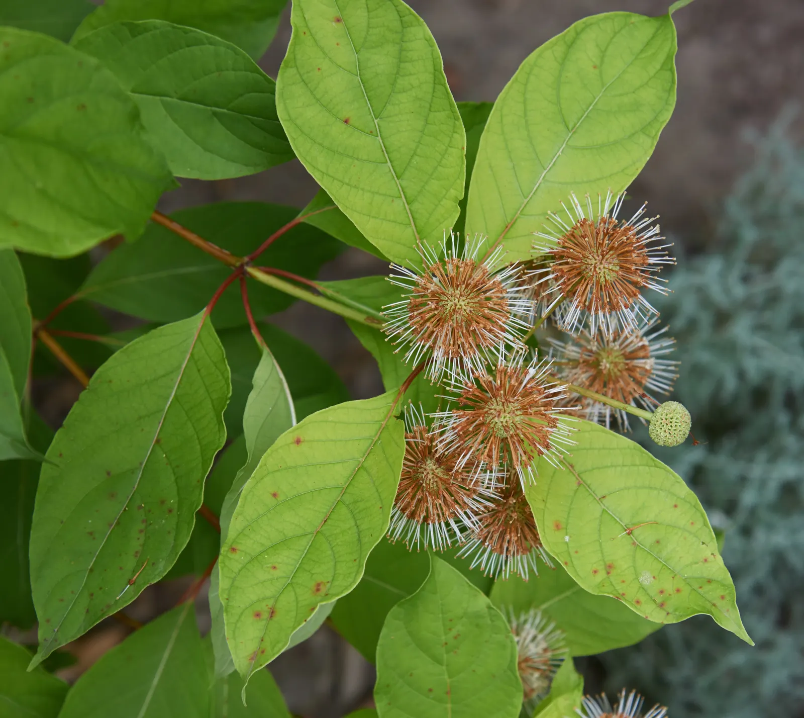 Buttonbush (Cephalanthus Occidentalis) — shrub for full or half; and allow it room to spread for all to enjoy its year-round beauty and ecological, image 100