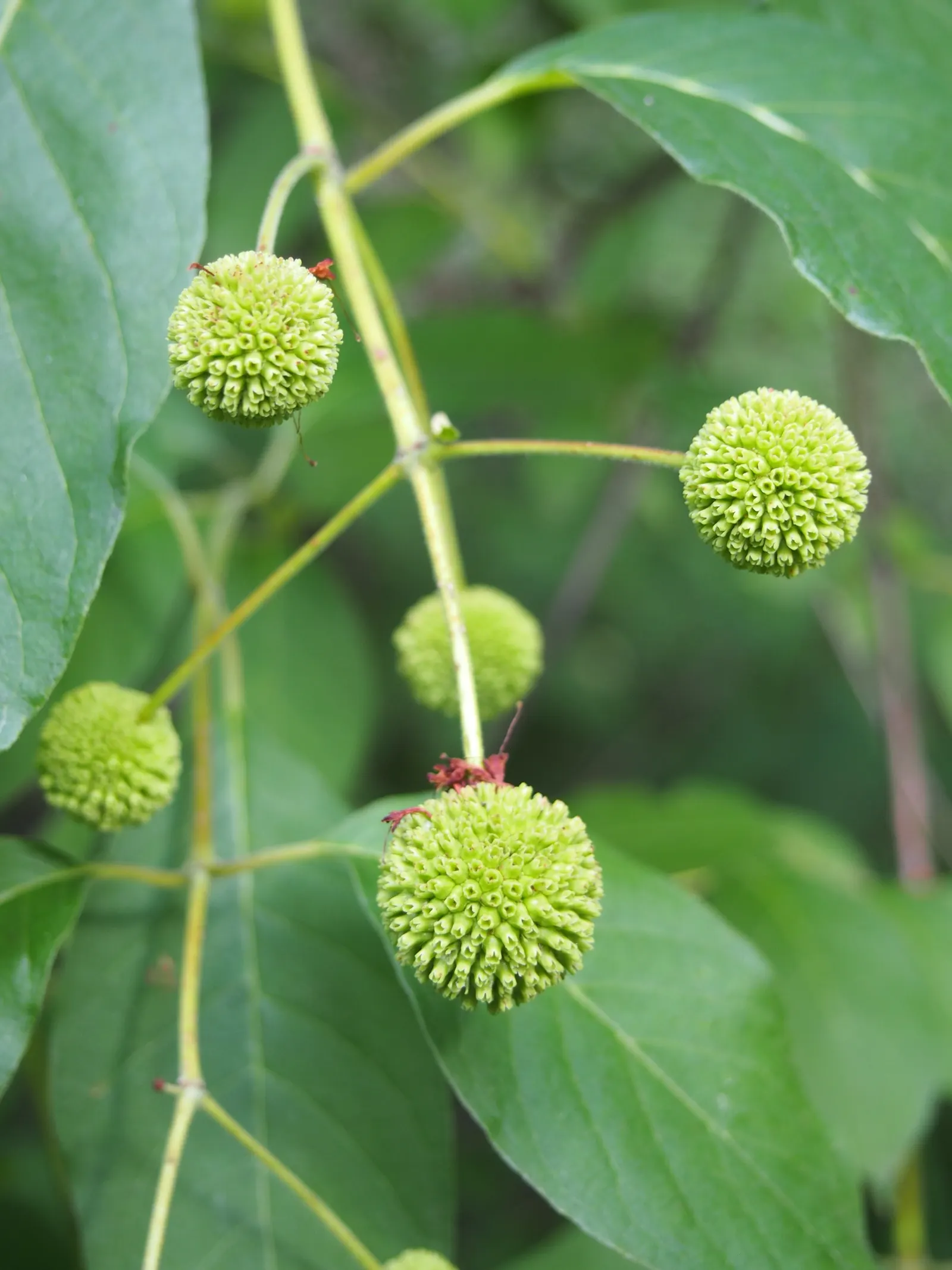 Buttonbush (Cephalanthus Occidentalis) — nut-like fruit that persists into winter; white flowers in the garden