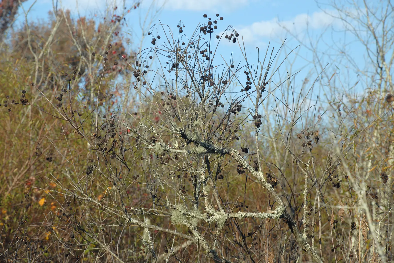 Buttonbush (Cephalanthus Occidentalis) — Buttonbush's foliage shifts to a captivating yellow