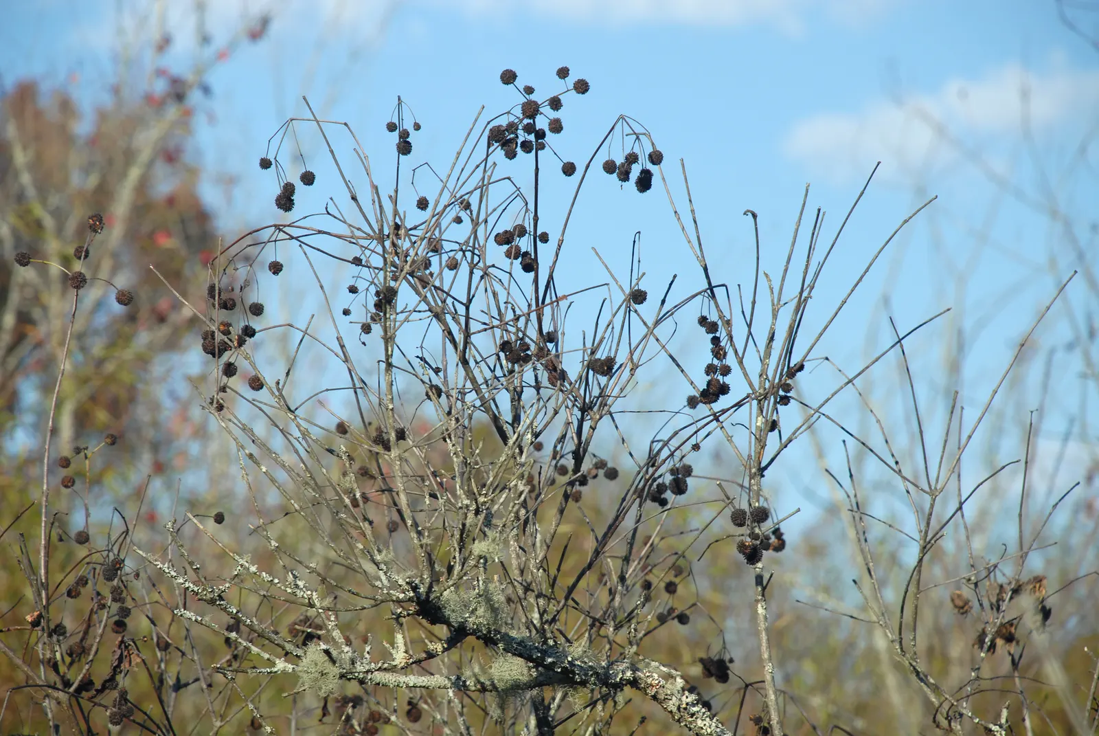 Buttonbush (Cephalanthus Occidentalis) — offering visual interest in the dormant season and serving as a food source for waterfowl and other birds, image 94