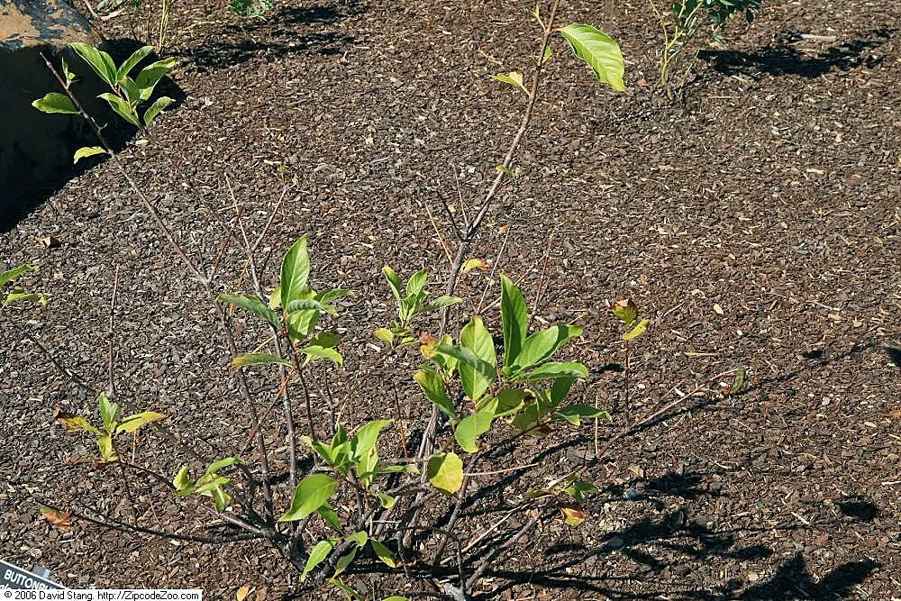 Buttonbush (Cephalanthus Occidentalis) — nut-like fruit that persists into winter; white flowers in the garden, image 93