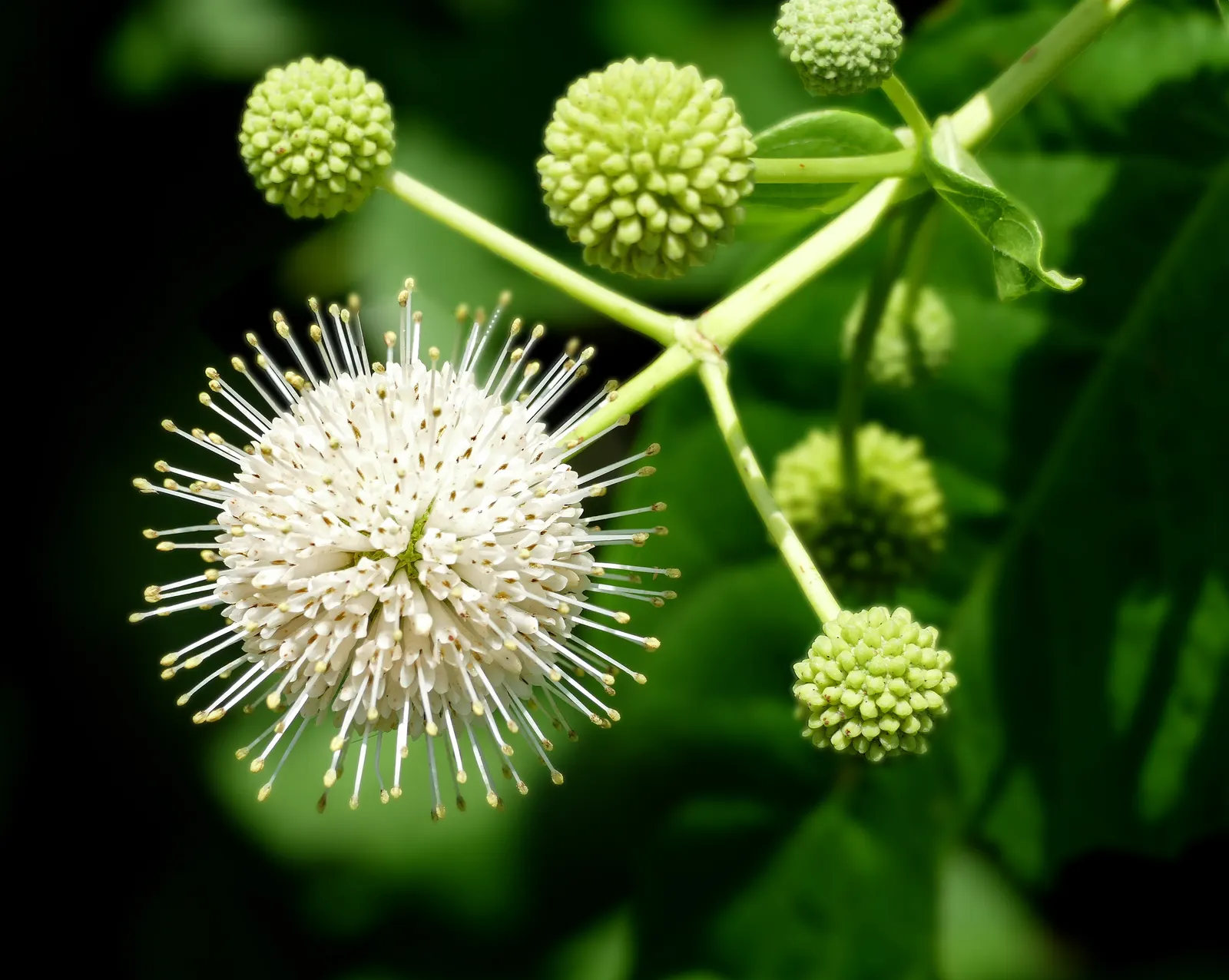 Buttonbush (Cephalanthus Occidentalis) — typically reaching 6-12 feet in height; reaching heights of 6 to 12 feet with a spread nearly as wide, image 52