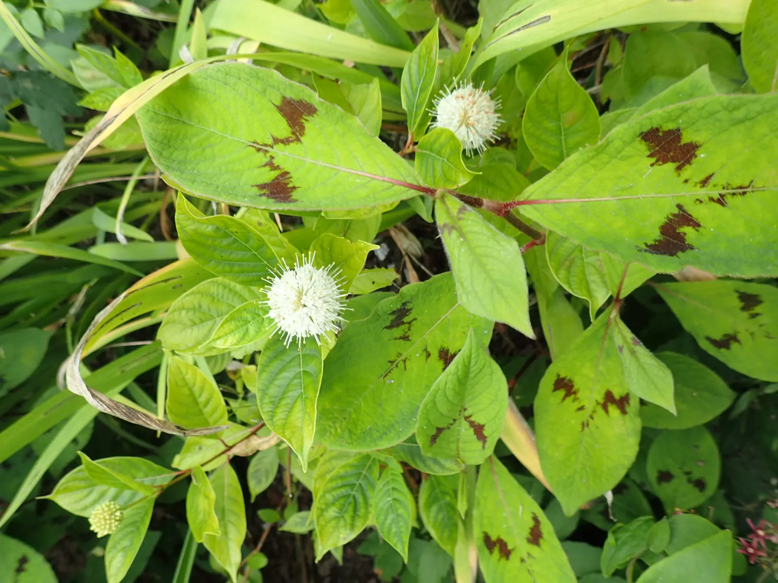 Buttonbush (Cephalanthus Occidentalis) — Its tolerance for standing water makes it an ideal choice for rain gardens; prefers full sun to partial shade with