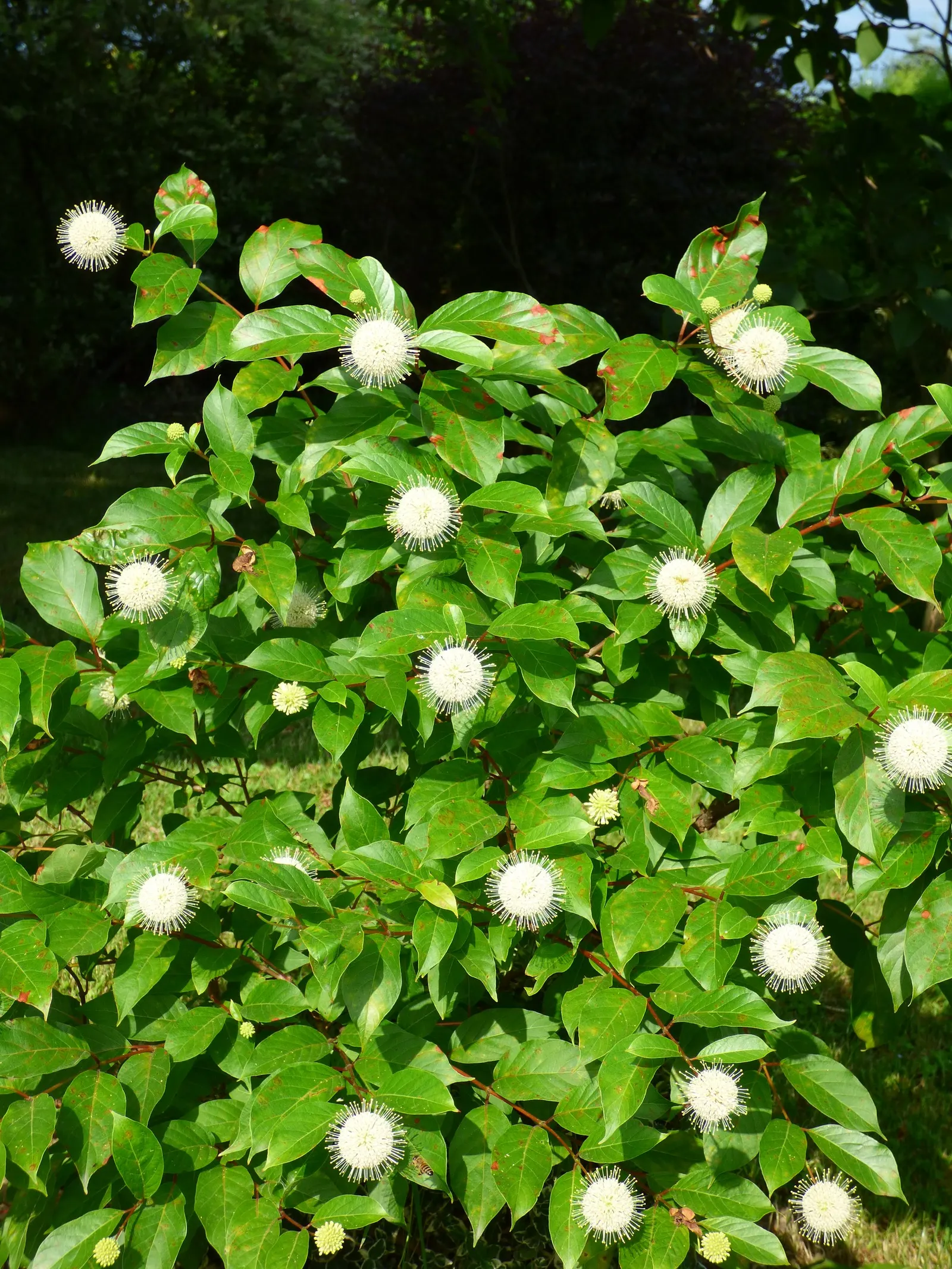 Buttonbush (Cephalanthus Occidentalis) — typically reaching 6-12 feet in height