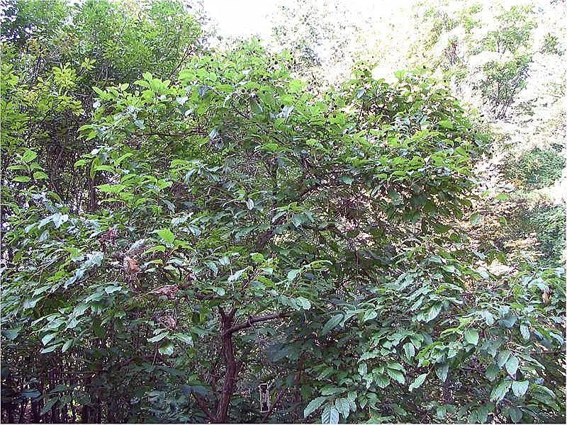 Buttonbush (Cephalanthus Occidentalis) — white flowers in the garden; commonly known as Buttonbush, image 73