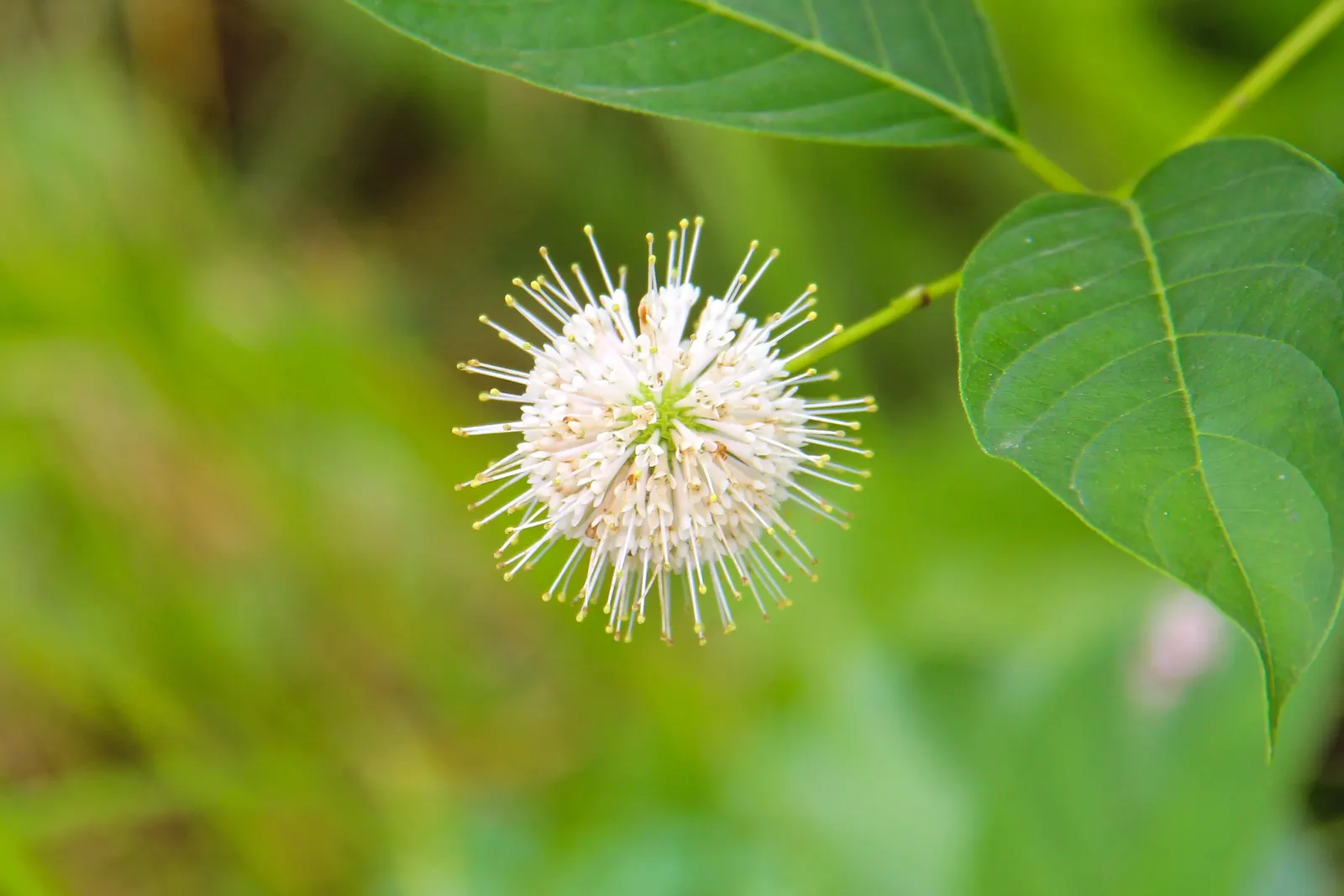 Buttonbush (Cephalanthus Occidentalis) — When incorporating Cephalanthus occidentalis into the landscape; its tolerance for standing water makes it, image 95