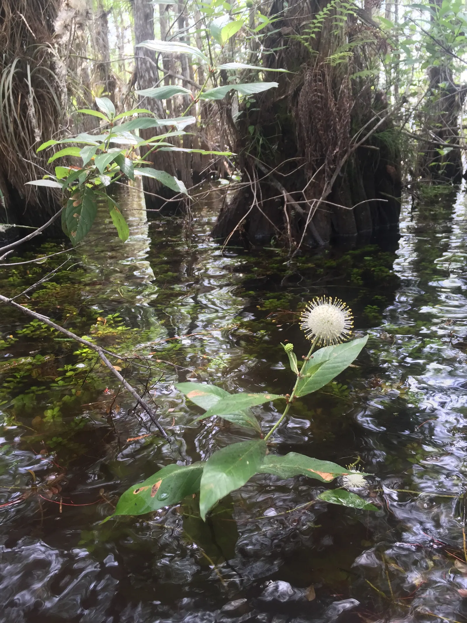 Buttonbush (Cephalanthus Occidentalis) — Its tolerance for standing water makes it an ideal choice for rain gardens; prefers full sun to partial, image 112