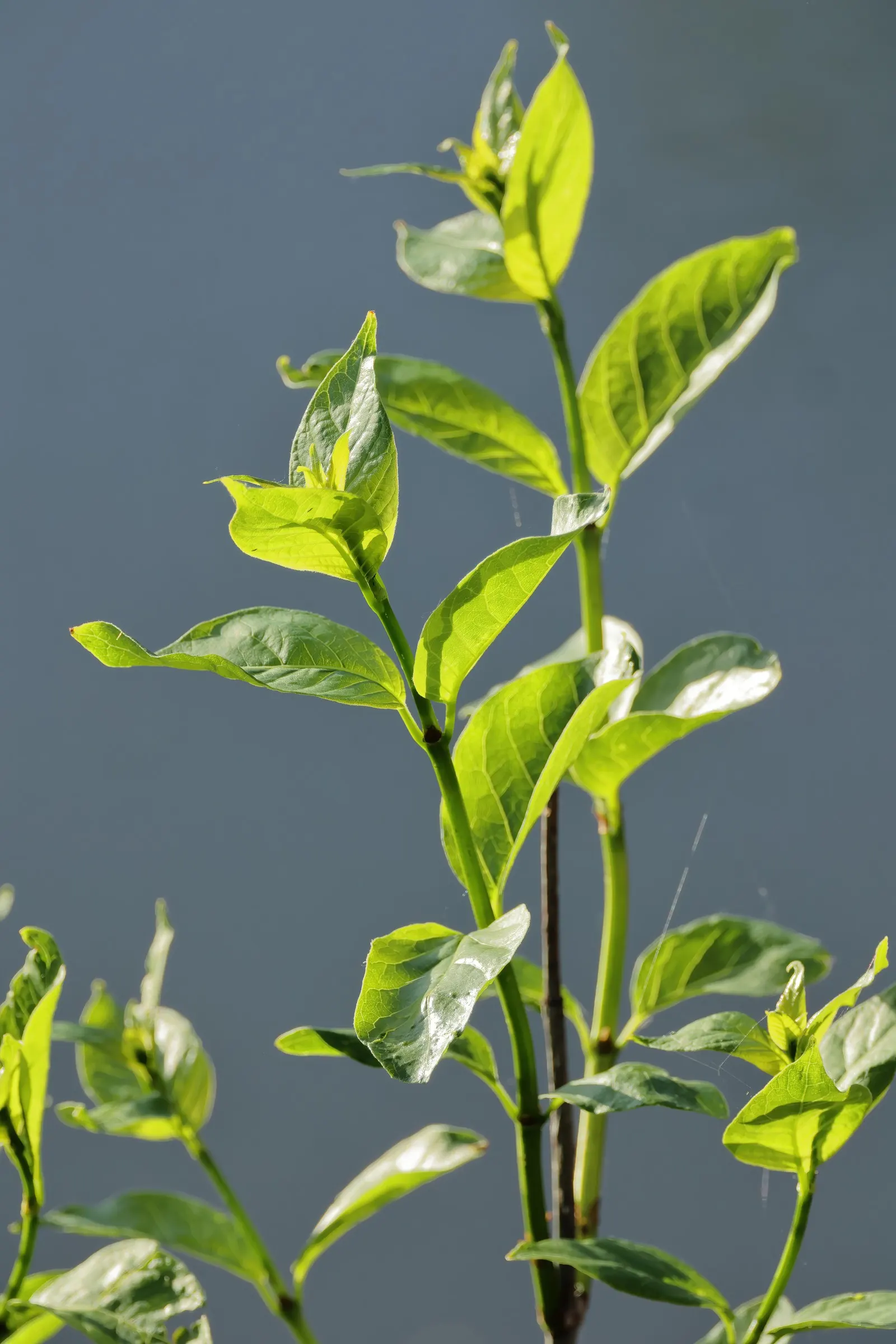 Buttonbush (Cephalanthus Occidentalis) — nut-like fruit that persists into winter; white flowers in the garden, image 68