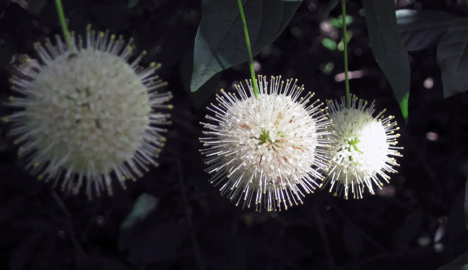 Buttonbush (Cephalanthus Occidentalis) — nut-like fruit that persists into winter