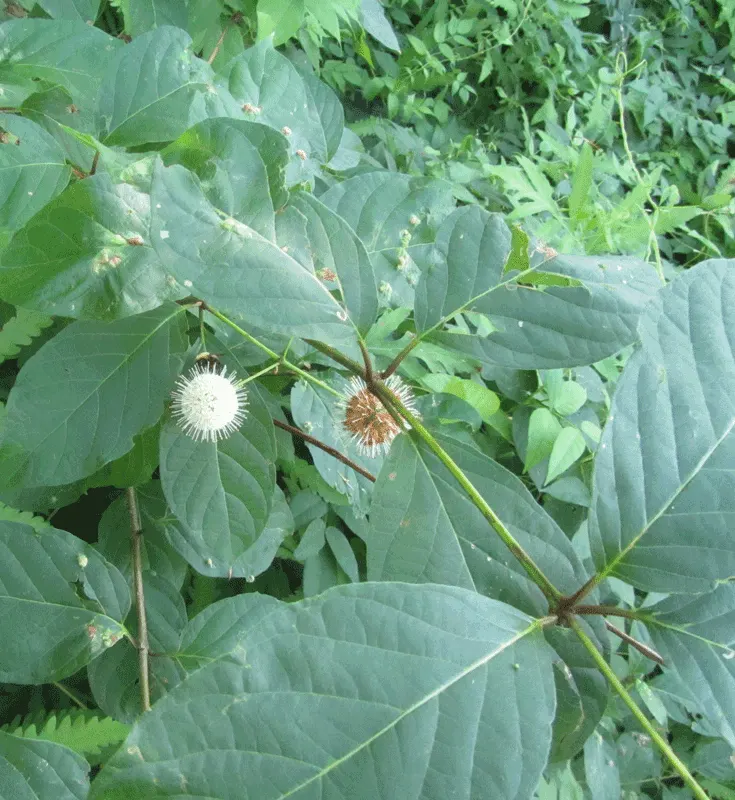Buttonbush (Cephalanthus Occidentalis) — it provides nectar for pollinators; excellent for enhancing wetland areas or rain gardens.<UFunction, image 80