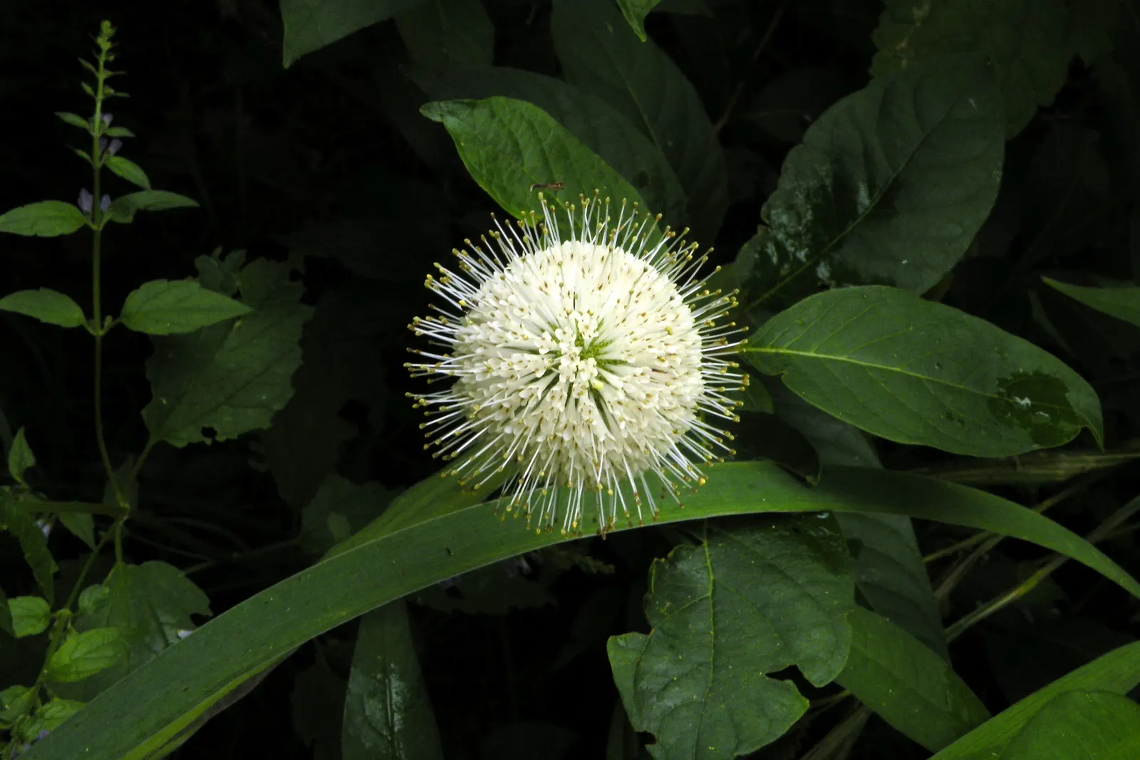 Buttonbush (Cephalanthus Occidentalis) — Buttonbush typically flourishes in USDA hardiness zones 5 through 10; complemented by reddish-brown, image 60