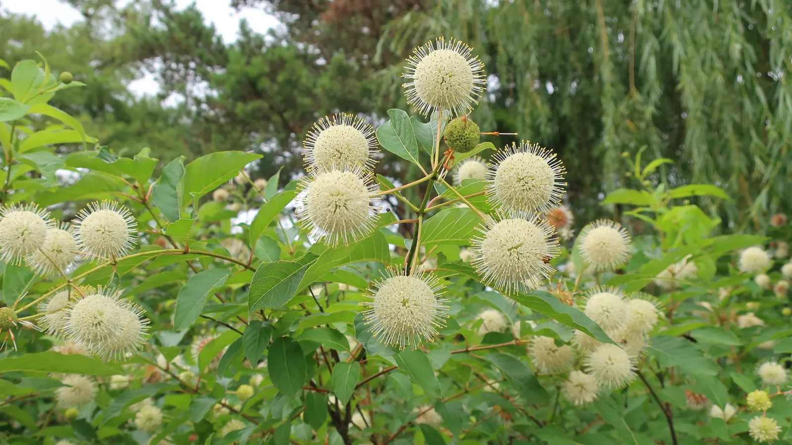 Buttonbush (Cephalanthus Occidentalis) — Excellent for enhancing wetland areas or rain gardens.<UFunction Complete 70 Word Limit>; consider its mature size for