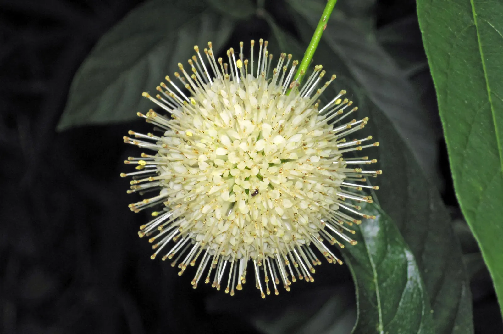 Buttonbush (Cephalanthus Occidentalis) — and allow it room to spread for all to enjoy its year-round beauty and ecological contributions