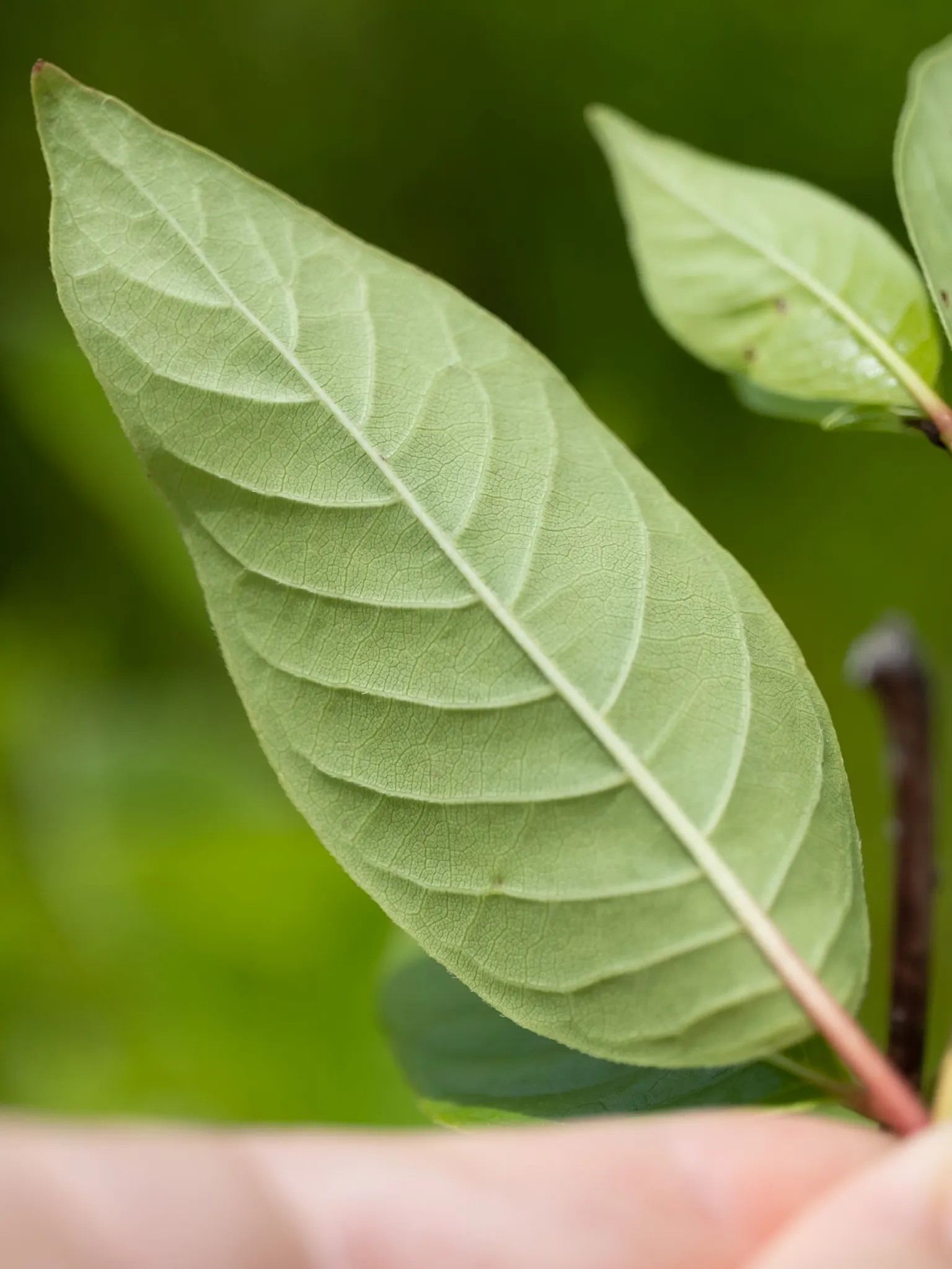 Buttonbush (Cephalanthus Occidentalis) — Prefers full sun to partial shade with moist soil conditions; reaching up to 6 inches long