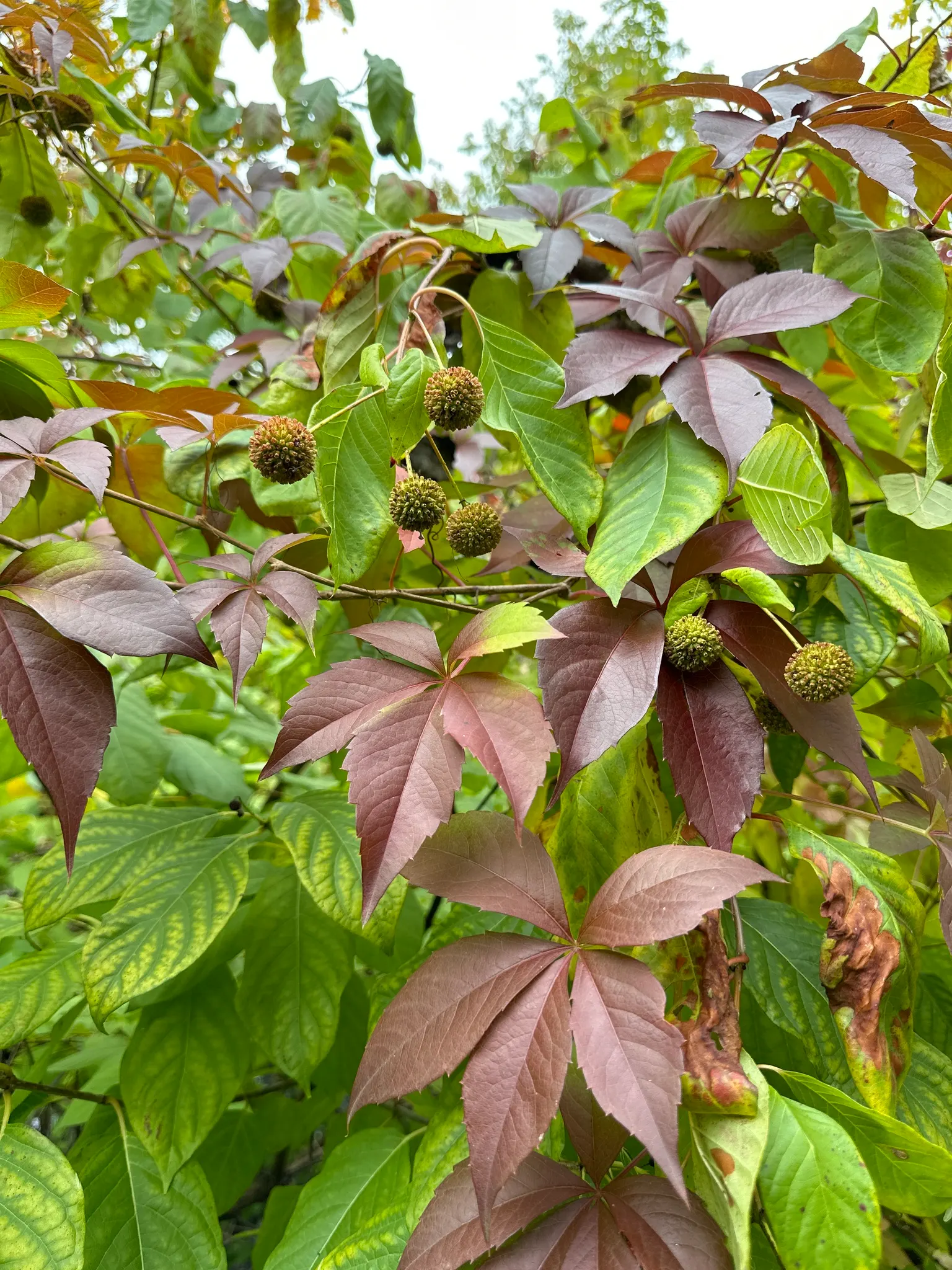 Buttonbush (Cephalanthus Occidentalis) — When incorporating Cephalanthus occidentalis into the landscape; its tolerance for standing water makes it, image 70
