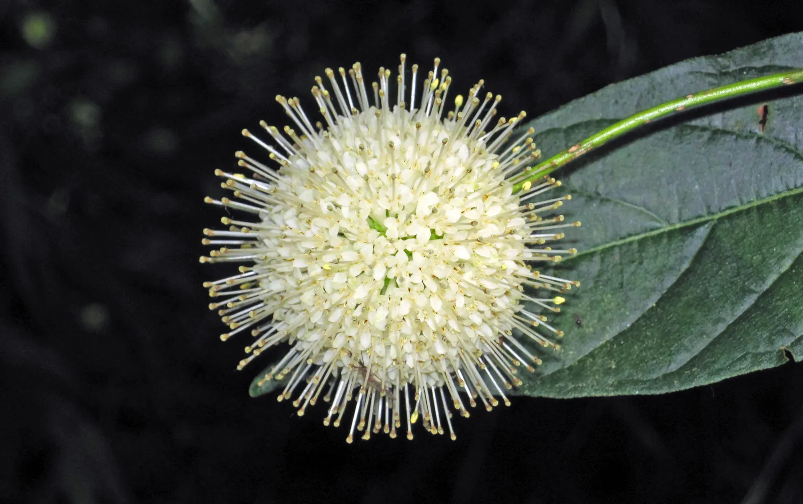 Buttonbush (Cephalanthus Occidentalis) — enhancing the biodiversity of the setting.<br><br>In autumn; typically reaching 6-12 feet in height