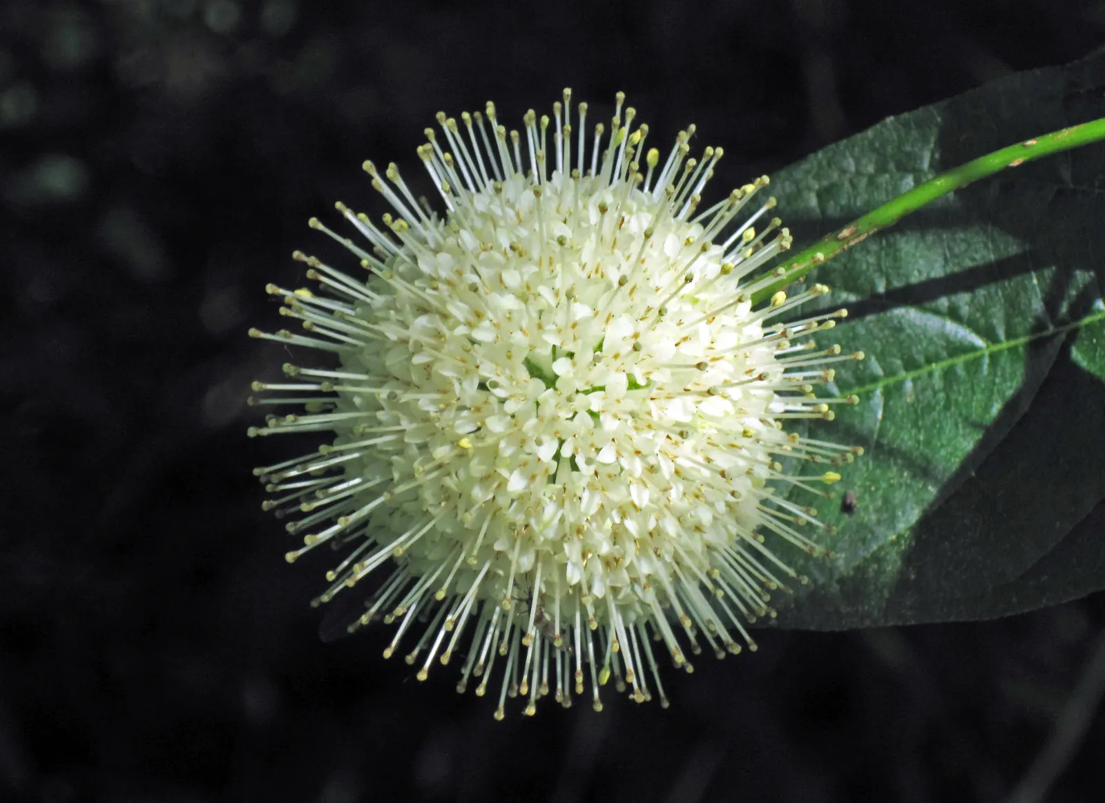 Buttonbush (Cephalanthus Occidentalis) — Excellent for enhancing wetland areas or rain gardens.<UFunction Complete 70 Word Limit>