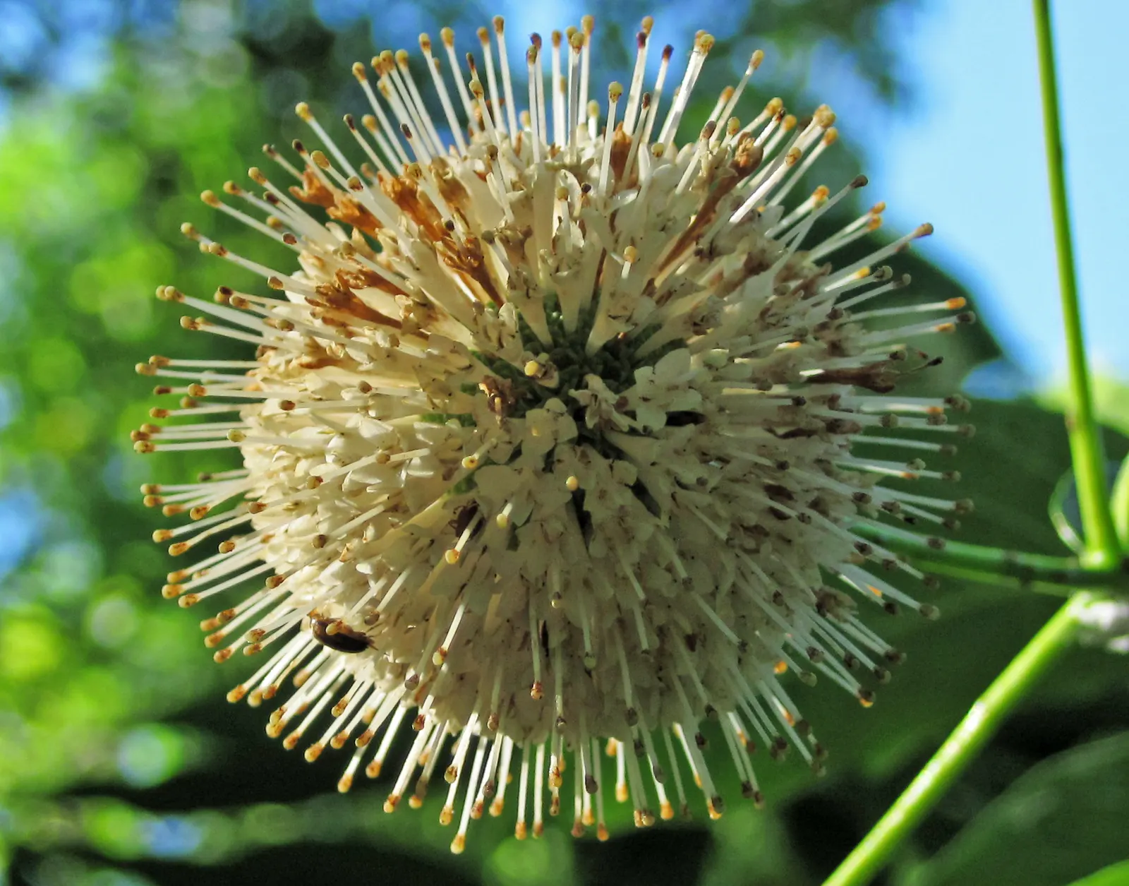 Buttonbush (Cephalanthus Occidentalis) — Grown largely for its distinctive spherical flower clusters; buttonbush typically flourishes in USDA hardiness zones 5