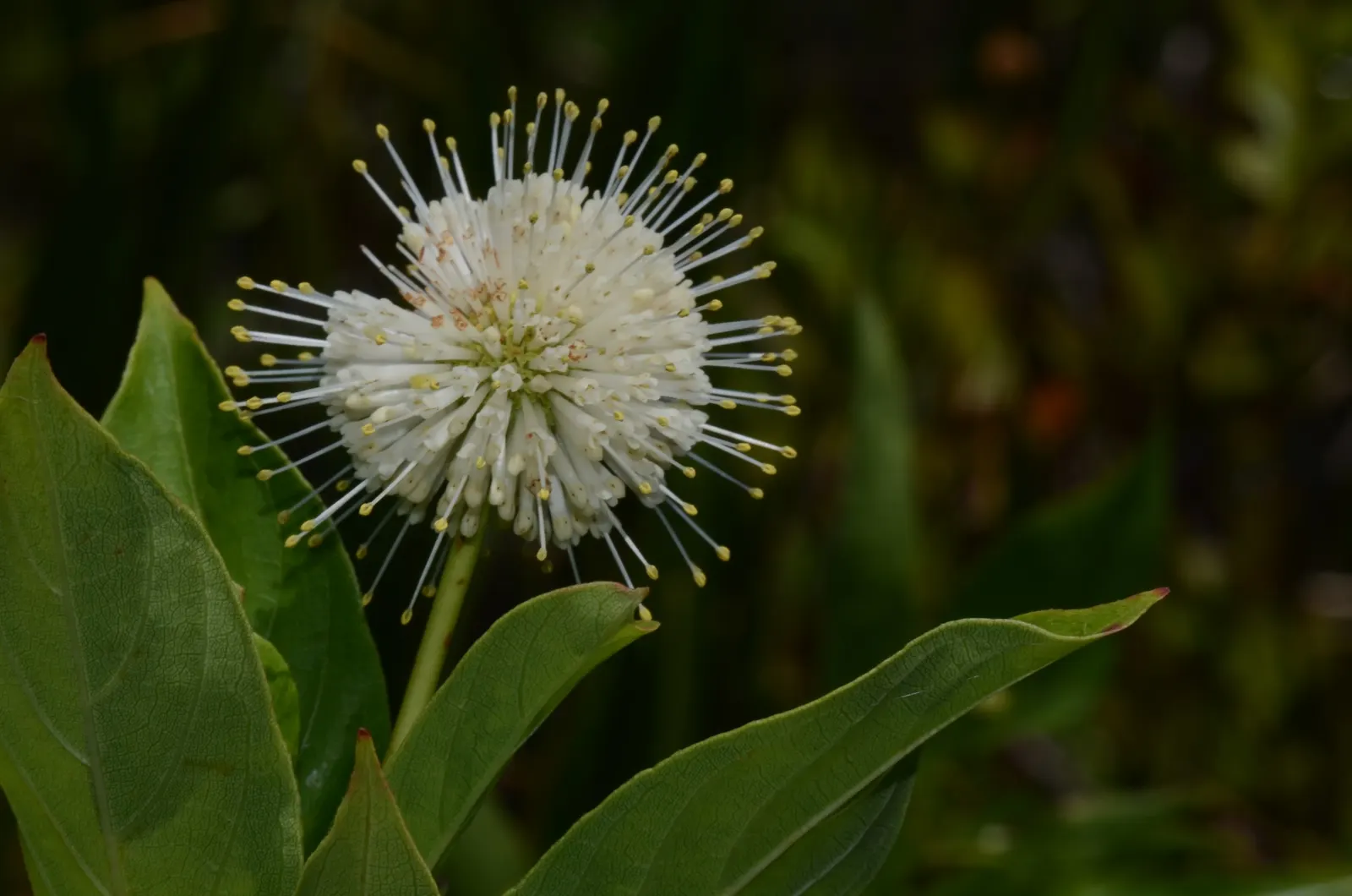 Buttonbush (Cephalanthus Occidentalis) — Showcasing glossy green leaves and fragrant round flower clusters in summer; shrub for full or half