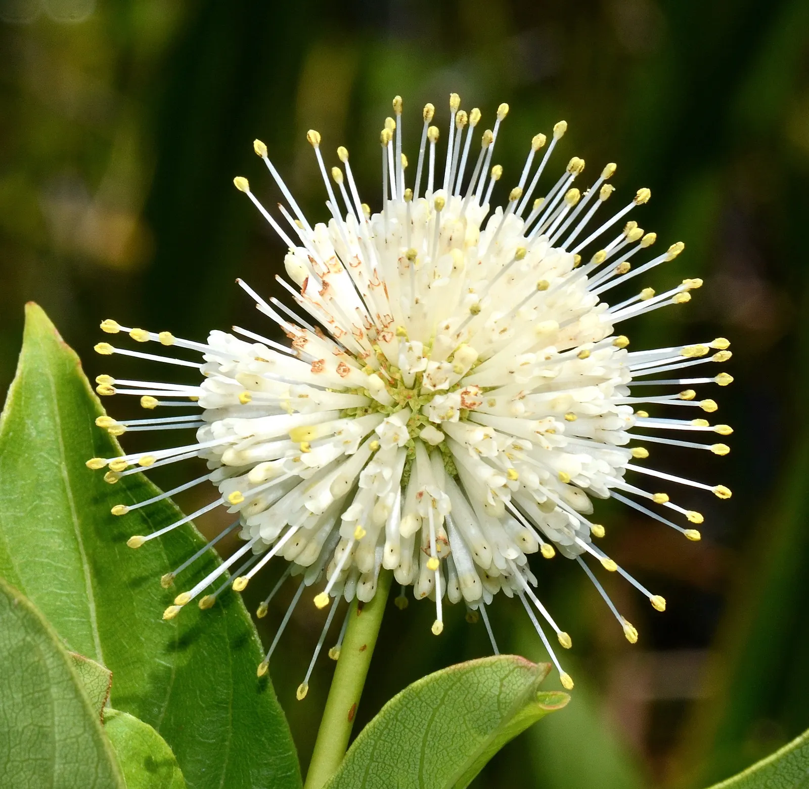 Buttonbush (Cephalanthus Occidentalis) — which thrives in USDA zones 5-9