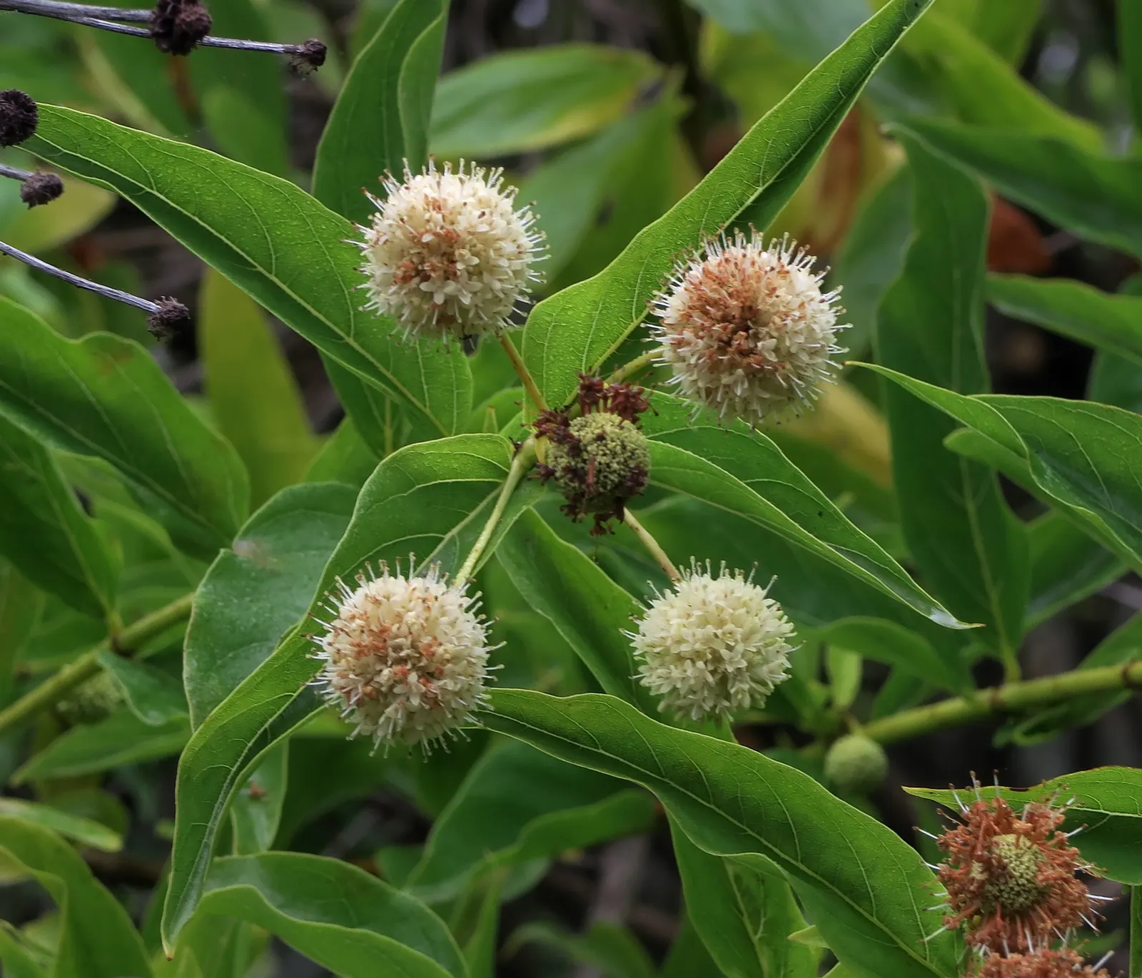 Buttonbush (Cephalanthus Occidentalis) — reaching up to 6 inches long; when incorporating Cephalanthus occidentalis into the landscape