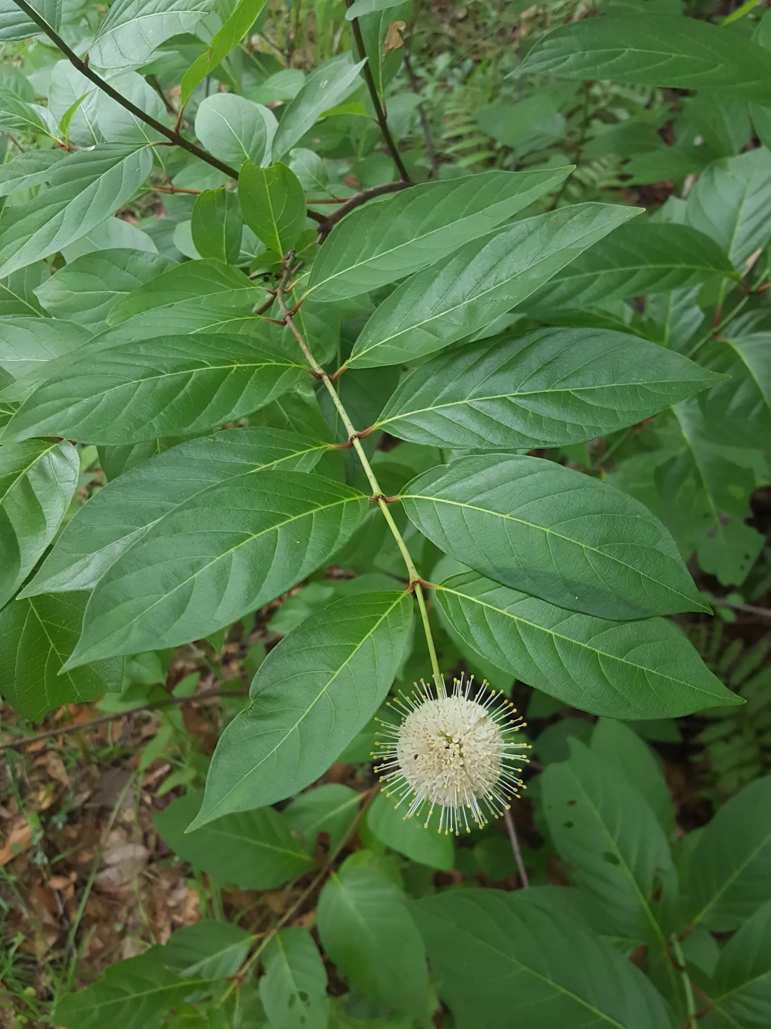 Buttonbush (Cephalanthus Occidentalis) — enhancing the biodiversity of the setting.<br><br>In autumn; typically reaching 6-12 feet in height, image 65
