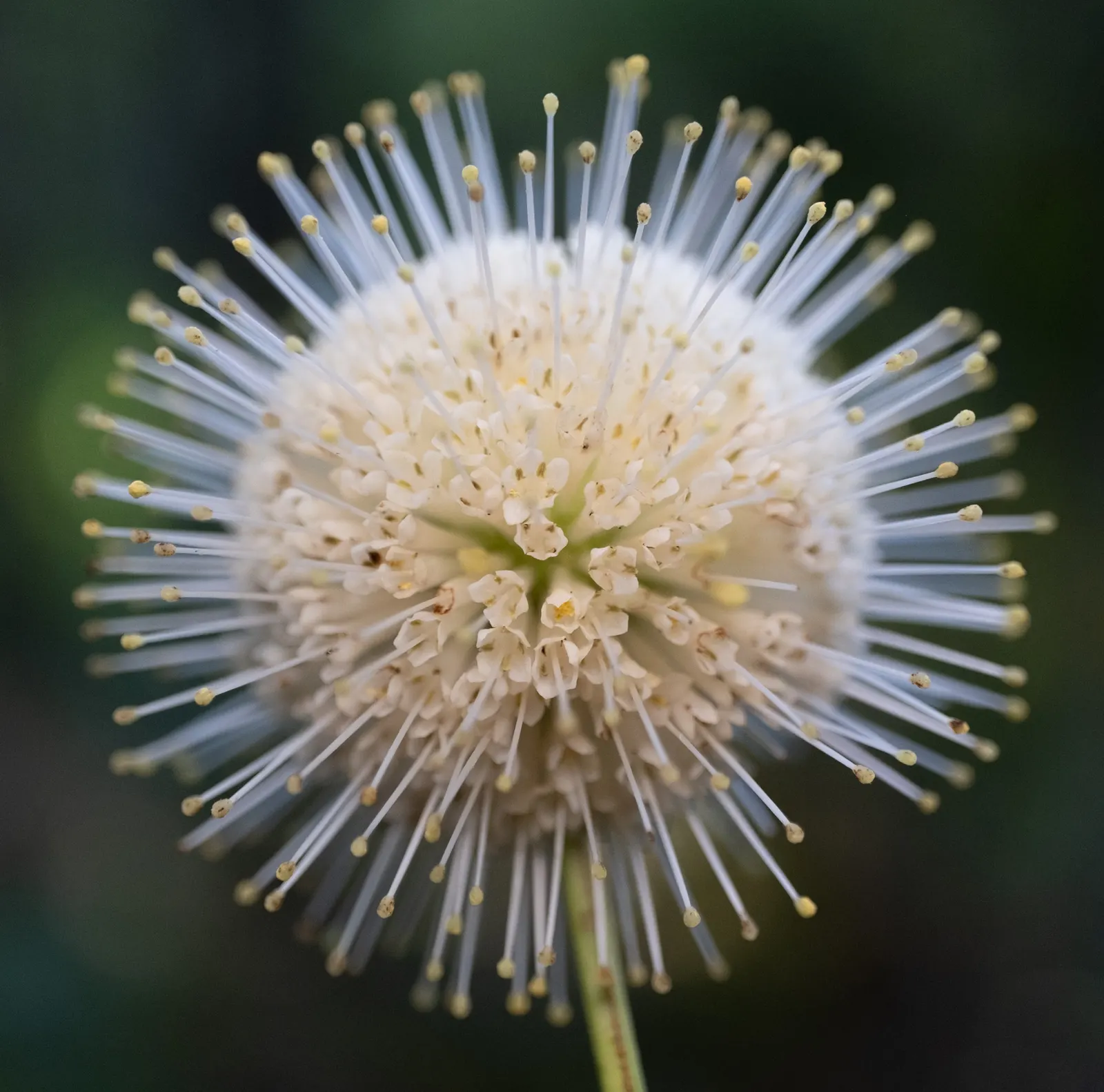 Buttonbush (Cephalanthus Occidentalis) — consider its mature size for optimum placement