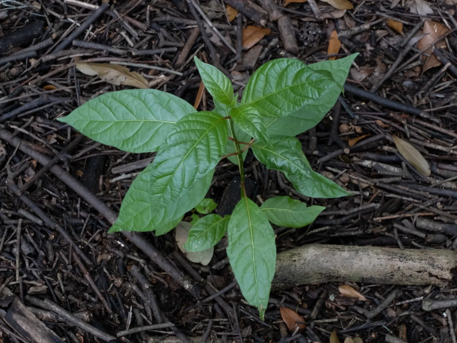 Buttonbush (Cephalanthus Occidentalis) — complemented by reddish-brown; buttonbush's foliage shifts to a captivating yellow, image 92