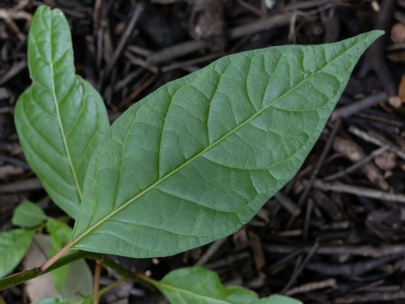 Buttonbush (Cephalanthus Occidentalis) — reaching heights of 6 to 12 feet with a spread nearly as wide; shrub with white blooms, image 111