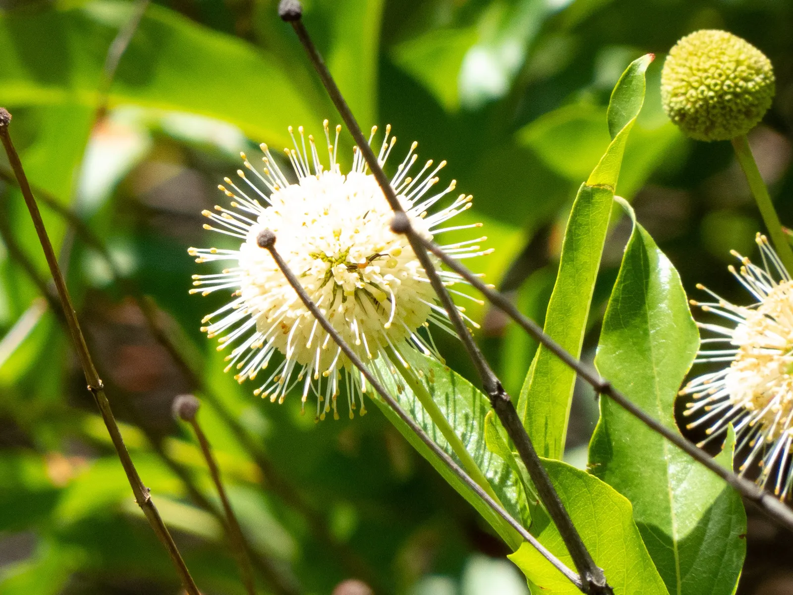 Buttonbush (Cephalanthus Occidentalis) — Buttonbush (Cephalanthus occidentalis) is a multi-stemmed shrub; showcasing glossy green leaves and, image 51