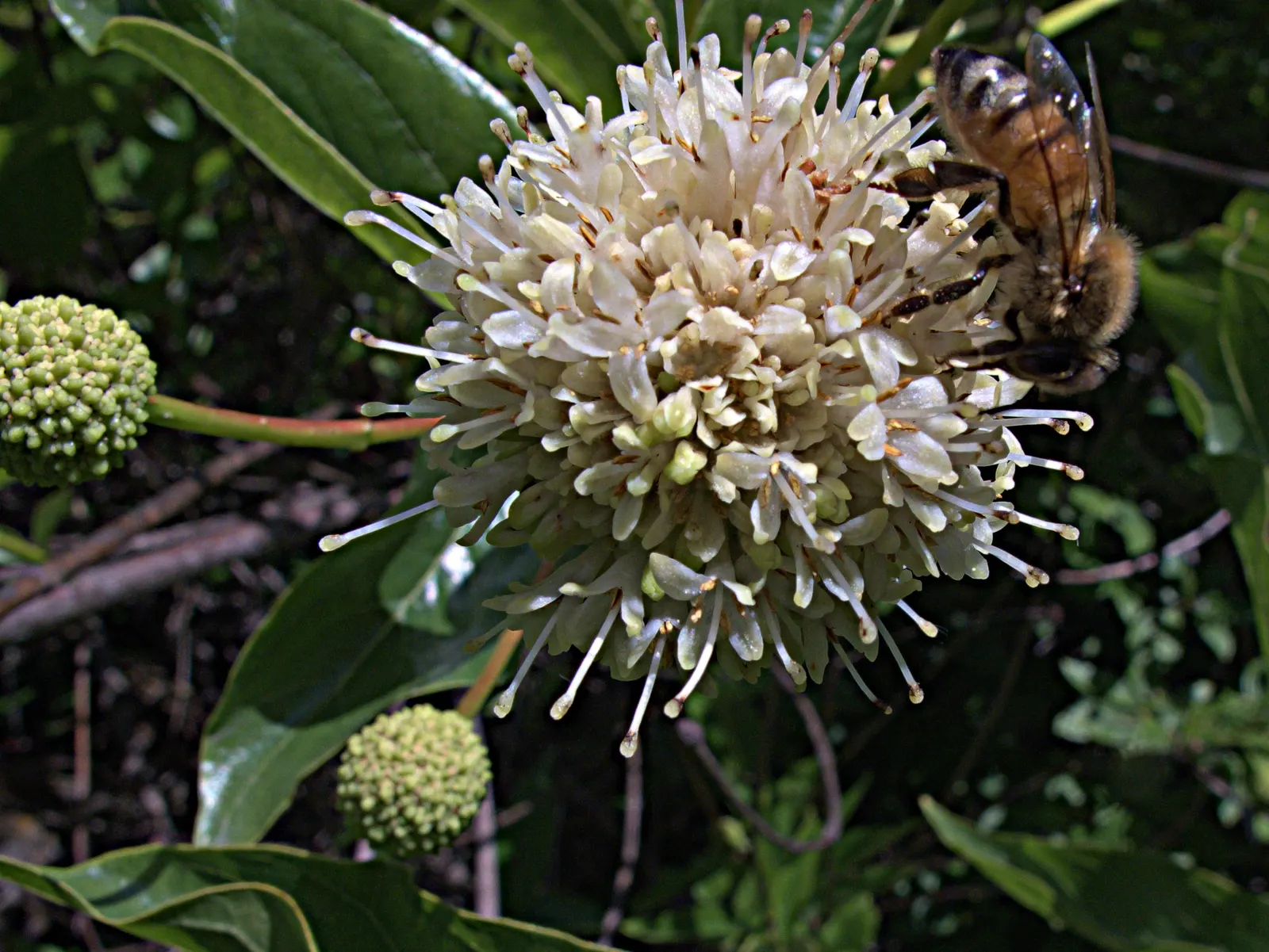 Buttonbush (Cephalanthus Occidentalis) — offering visual interest in the dormant season and serving as a food source for waterfowl and other birds, image 69