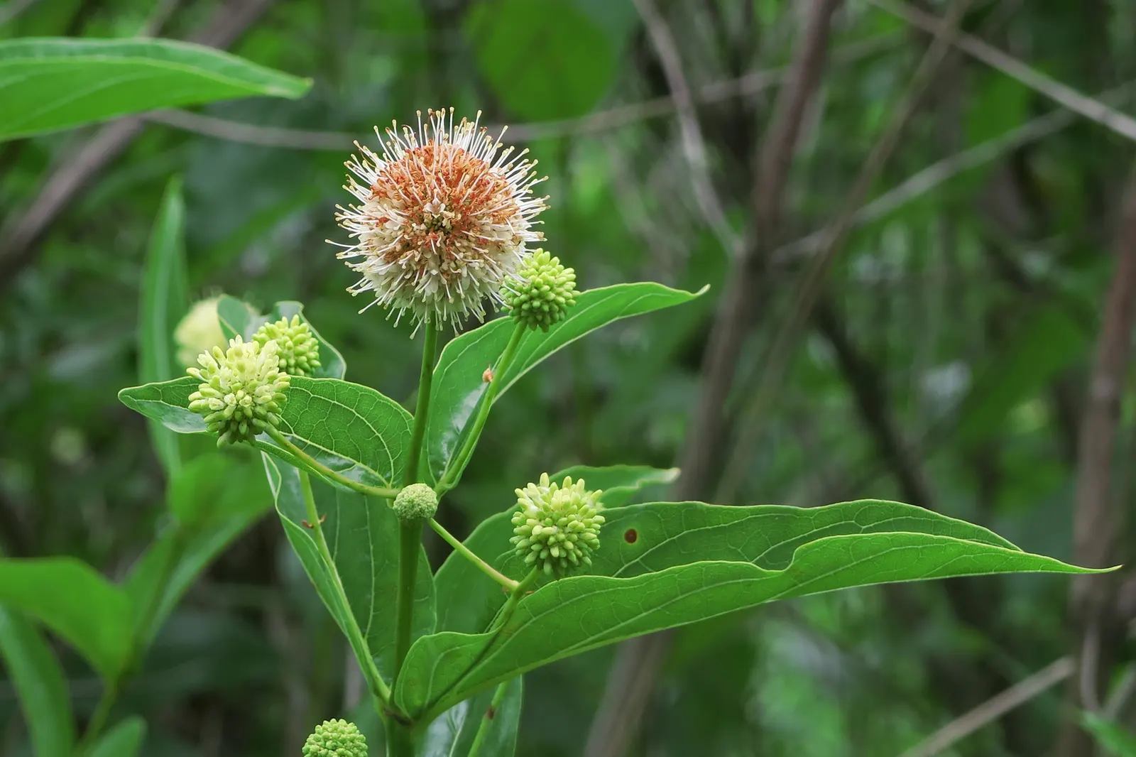 Buttonbush (Cephalanthus Occidentalis) — white flowers in the garden; commonly known as Buttonbush