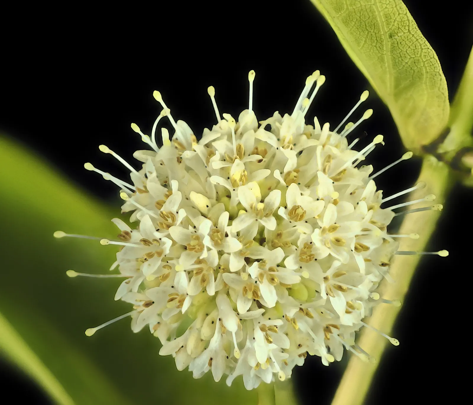 Buttonbush (Cephalanthus Occidentalis) — Buttonbush's foliage shifts to a captivating yellow; grown largely for its distinctive spherical flower, image 91