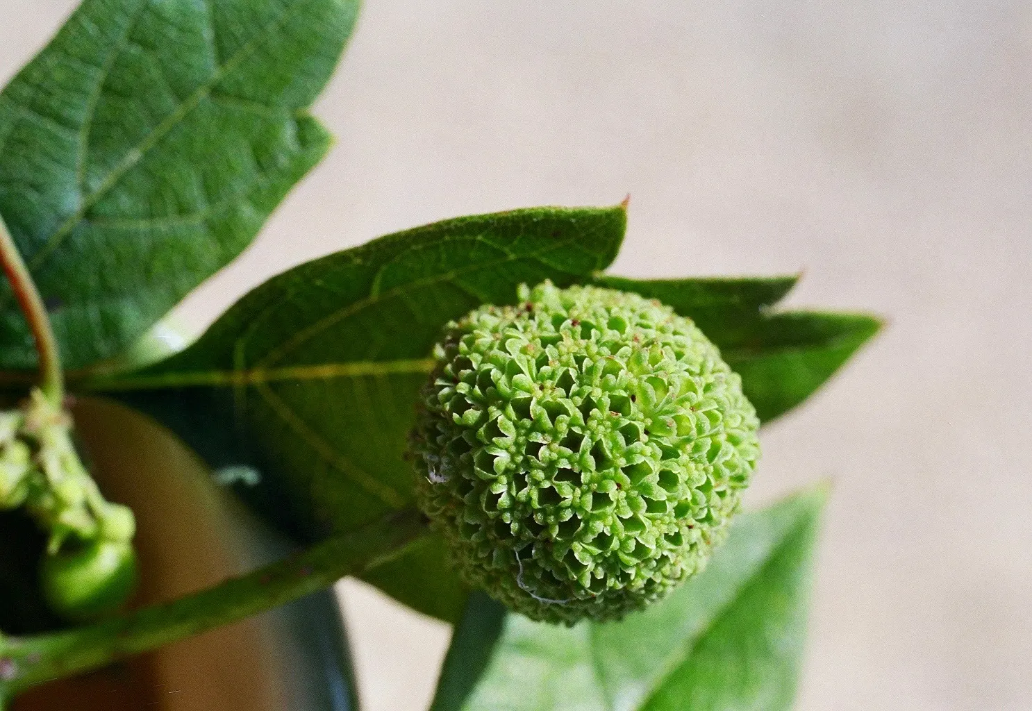Buttonbush (Cephalanthus Occidentalis) — reaching up to 6 inches long; when incorporating Cephalanthus occidentalis into the landscape, image 89