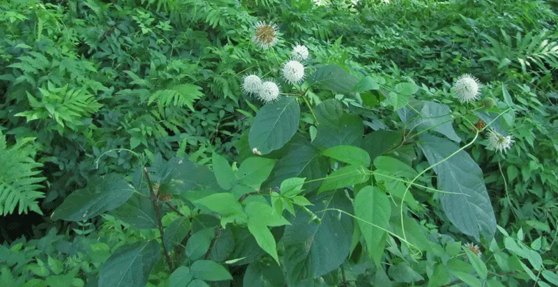 Buttonbush (Cephalanthus Occidentalis) — typically reaching 6-12 feet in height; reaching heights of 6 to 12 feet with a spread nearly as wide, image 102