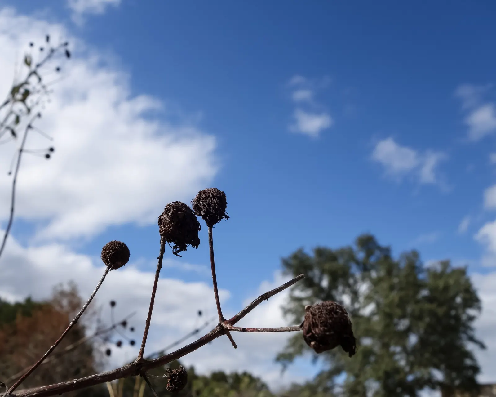 Buttonbush (Cephalanthus Occidentalis) — offering visual interest in the dormant season and serving as a food source for waterfowl and other birds