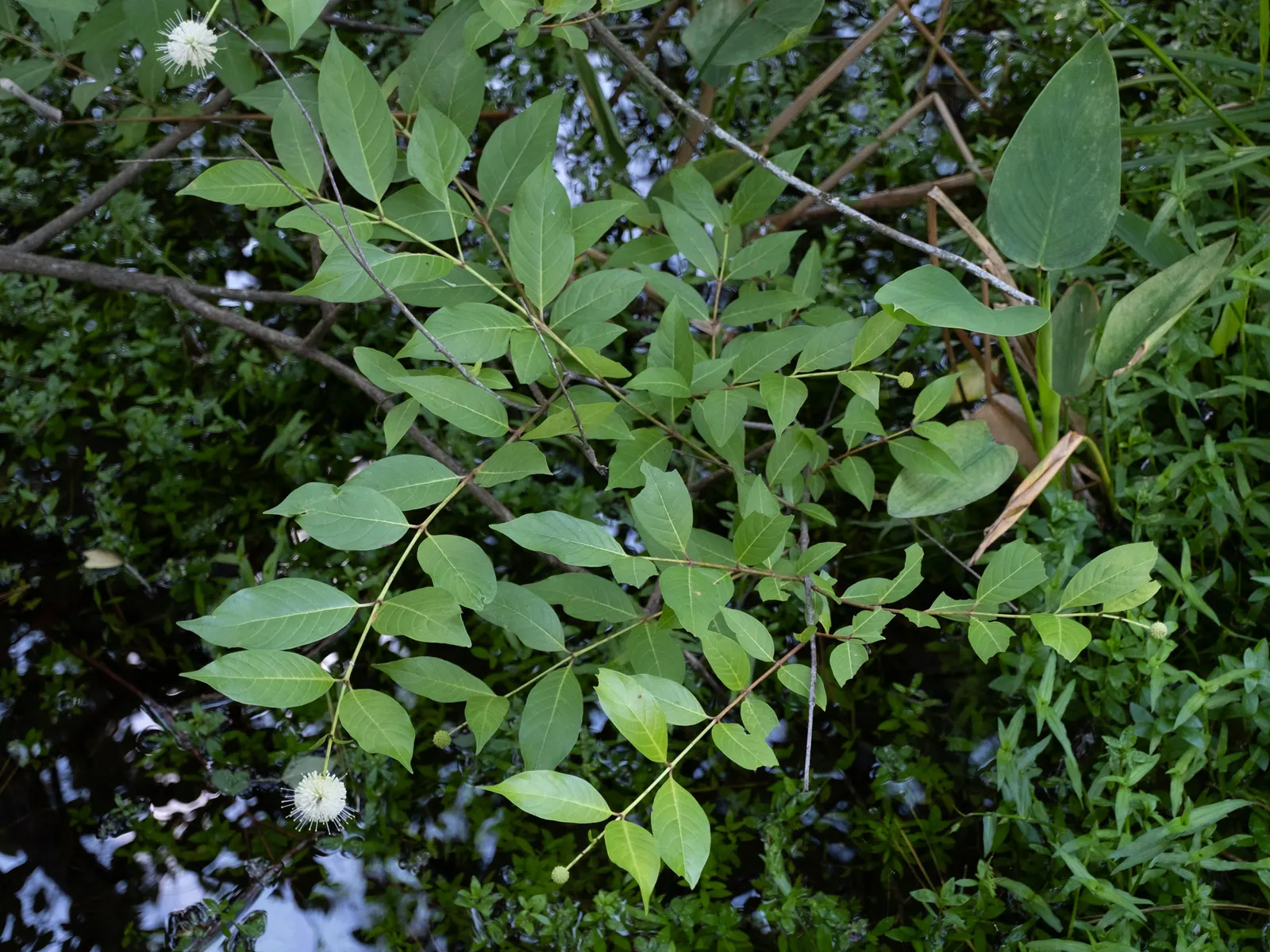 Buttonbush (Cephalanthus Occidentalis) — which thrives in USDA zones 5-9; nut-like fruit that persists into winter, image 103