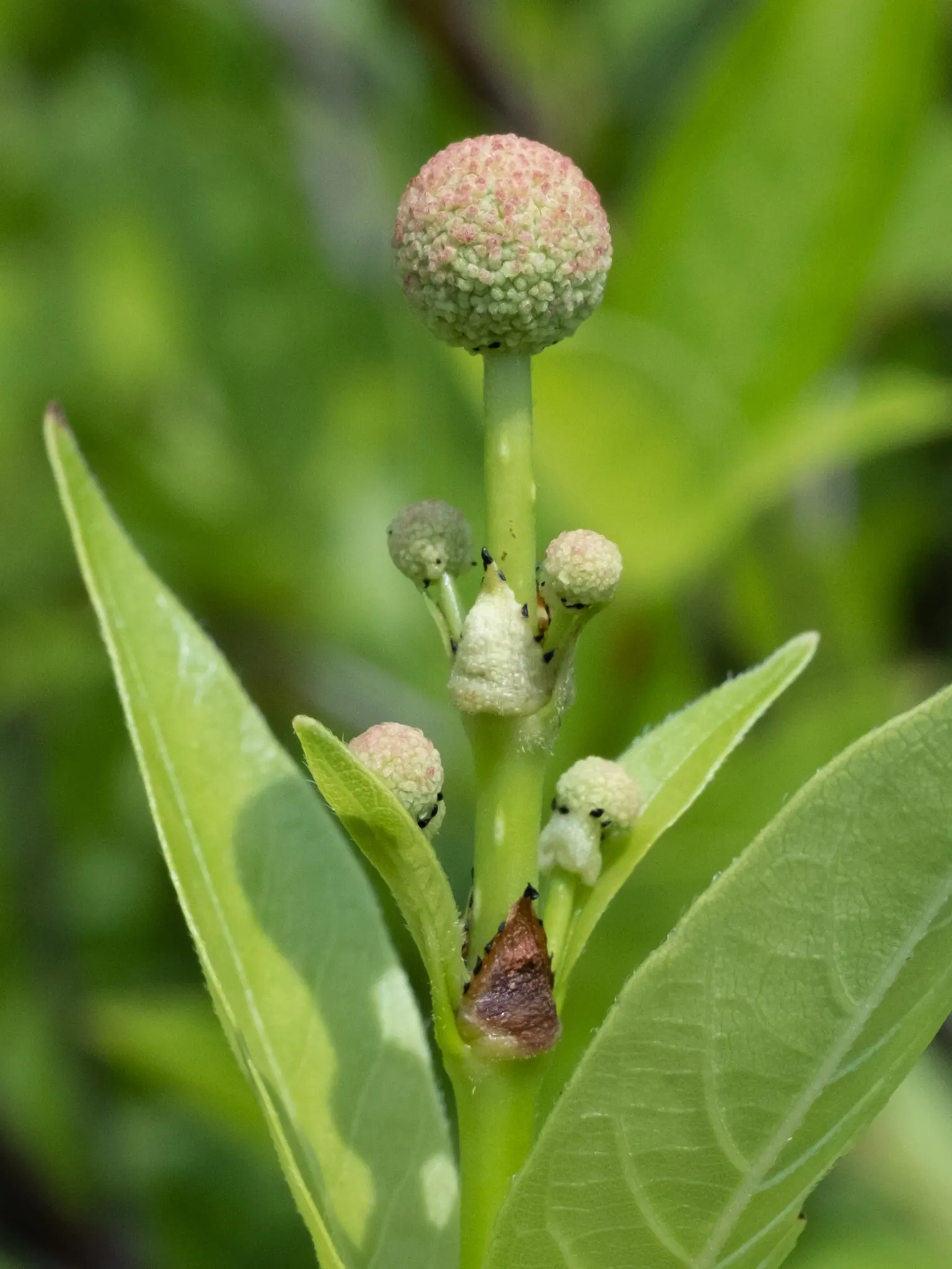 Buttonbush (Cephalanthus Occidentalis) — or other riparian contexts