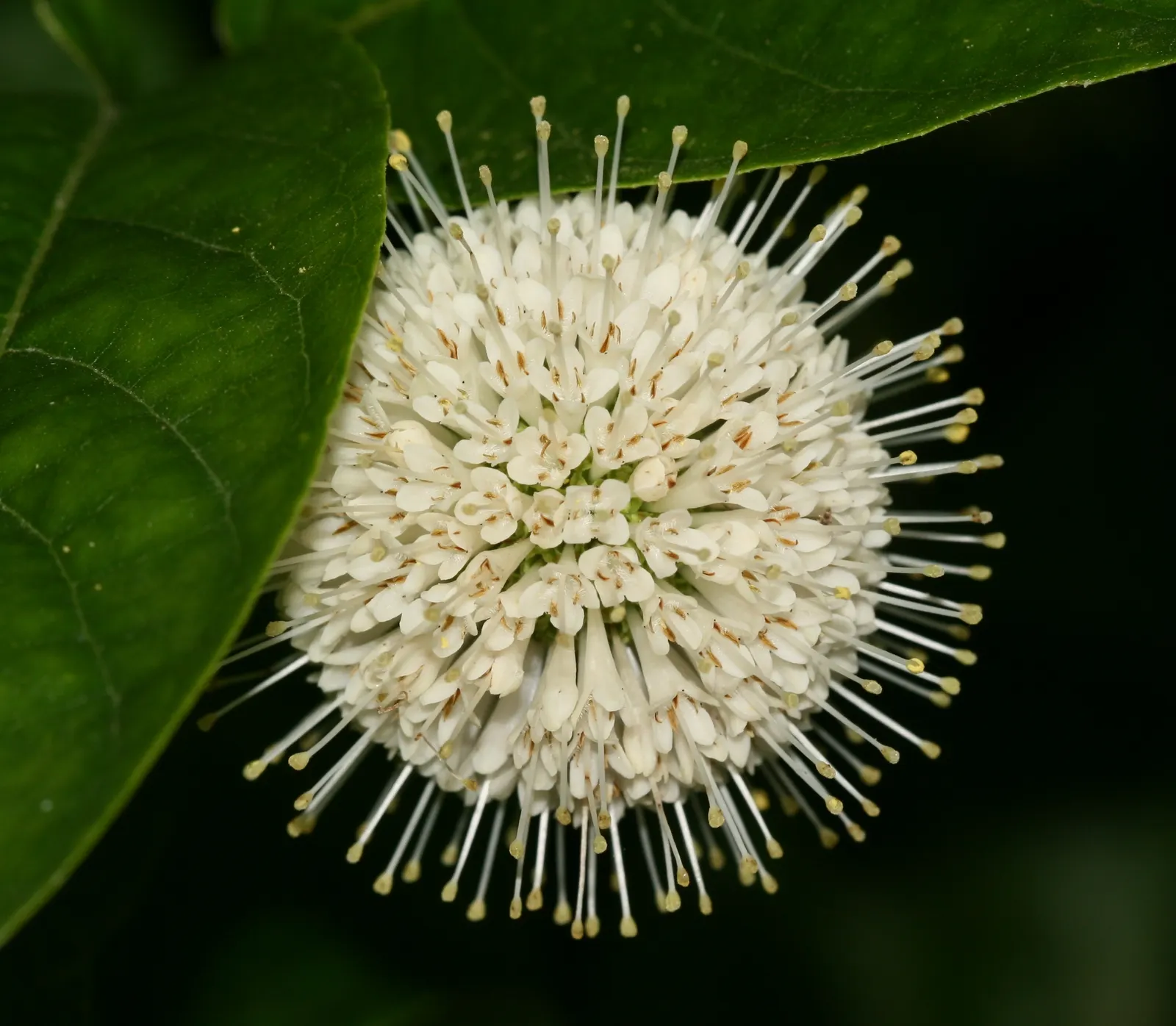 Buttonbush (Cephalanthus Occidentalis) — commonly known as Buttonbush