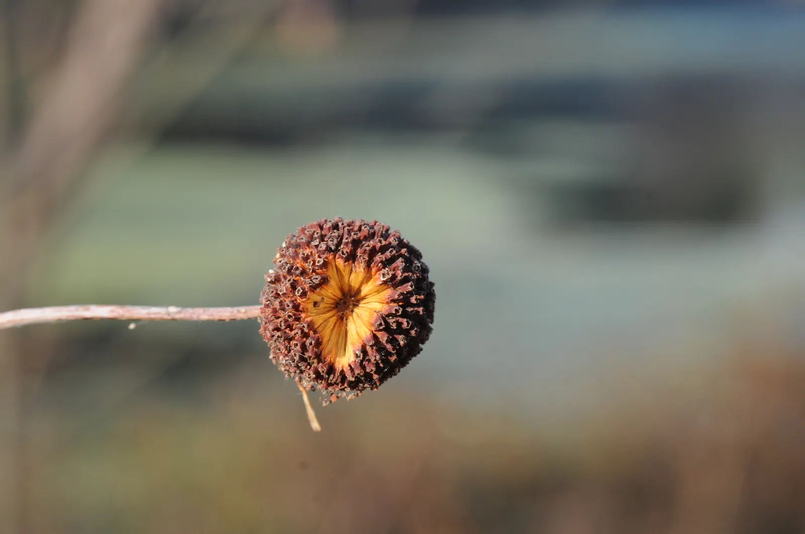 Buttonbush (Cephalanthus Occidentalis) — and allow it room to spread for all to enjoy its year-round beauty and ecological contributions; buttonbush, image 97