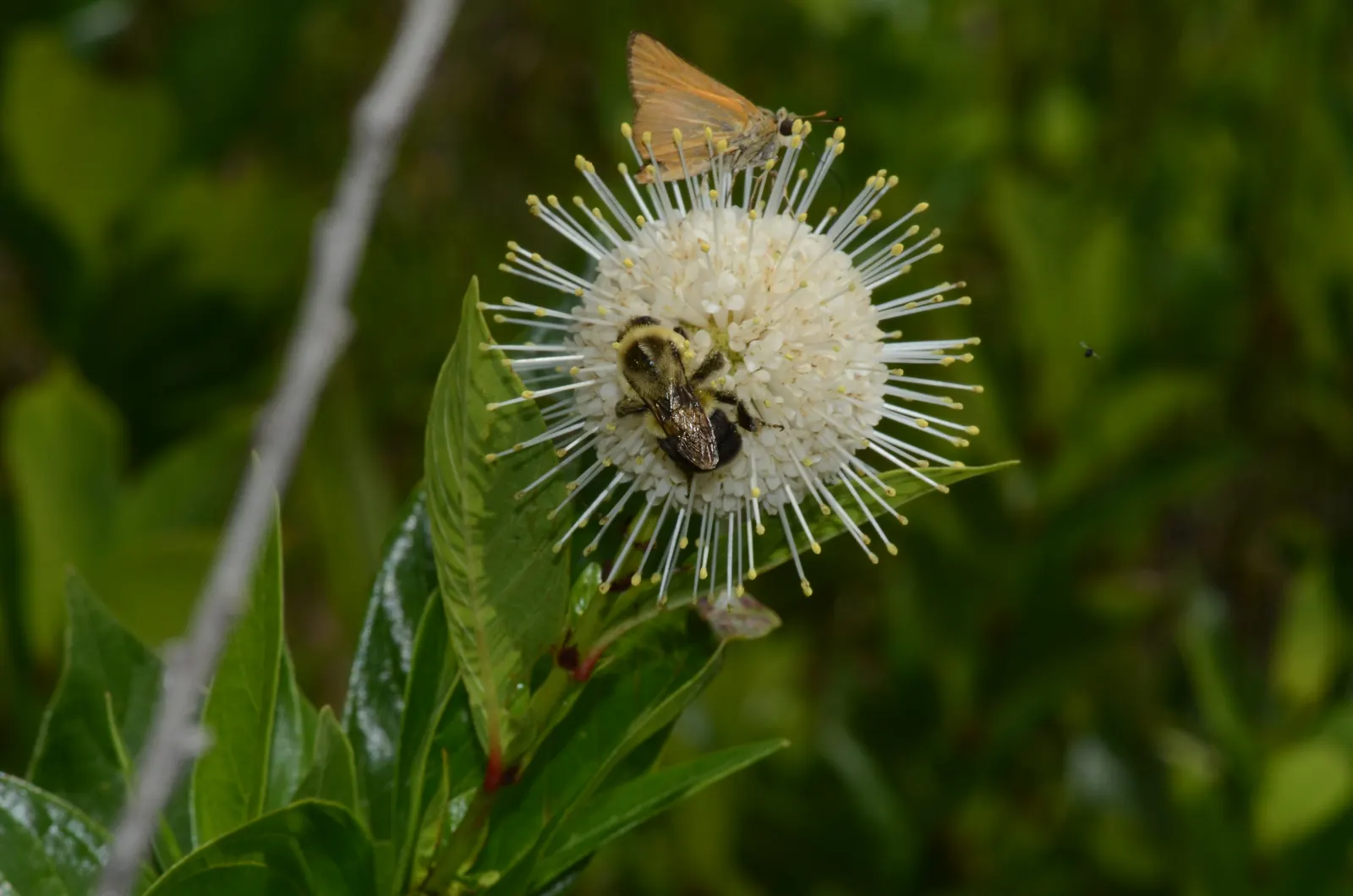 Buttonbush (Cephalanthus Occidentalis) — shrub for full or half; and allow it room to spread for all to enjoy its year-round beauty and ecological, image 75